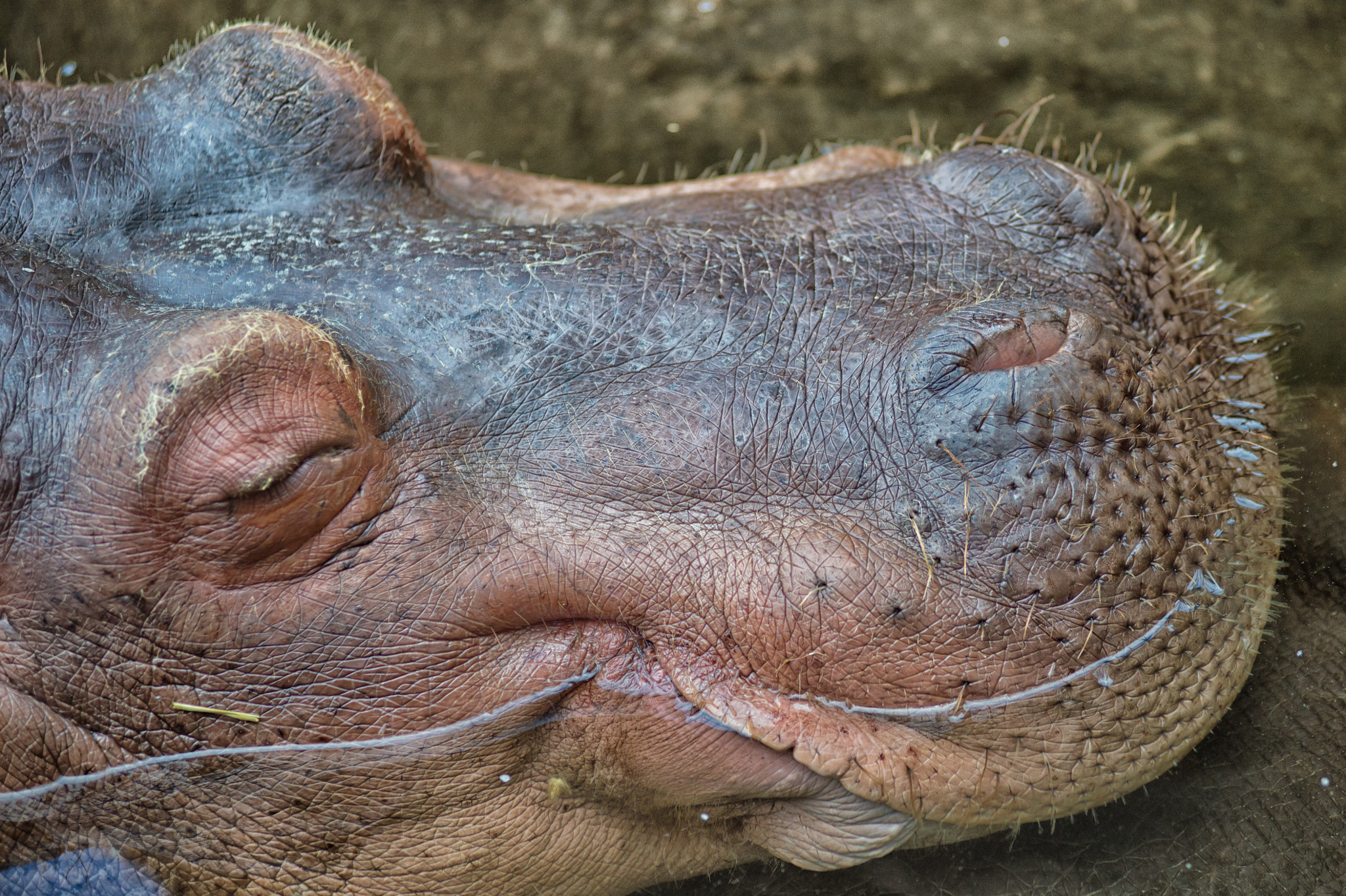 Nikon AF-Nikkor 80-200mm F2.8D ED sample photo. Hippo photography