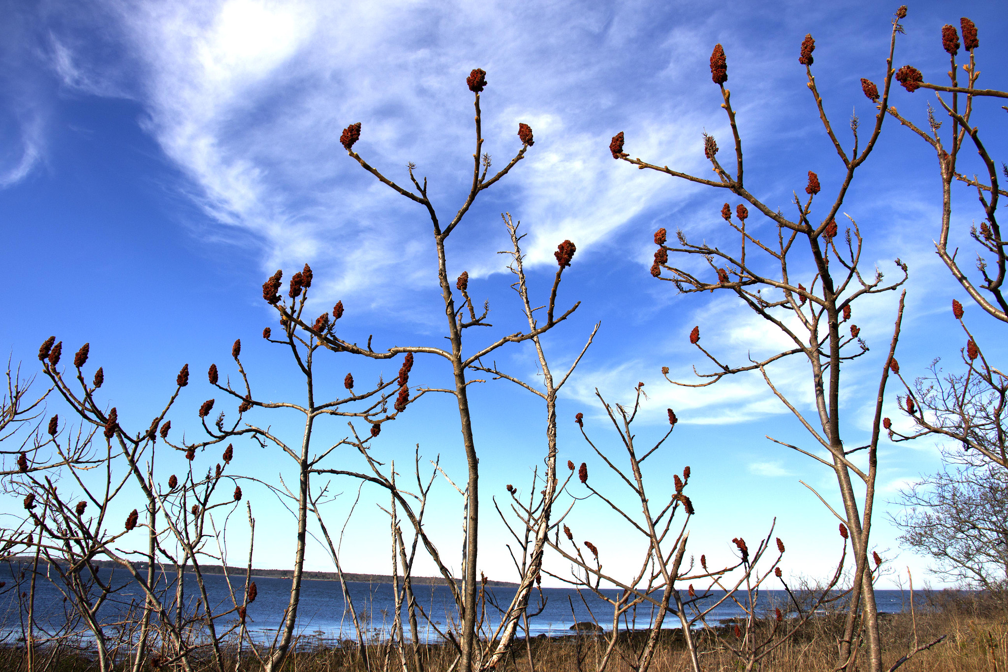 Canon EOS M sample photo. Sumac by the sea photography