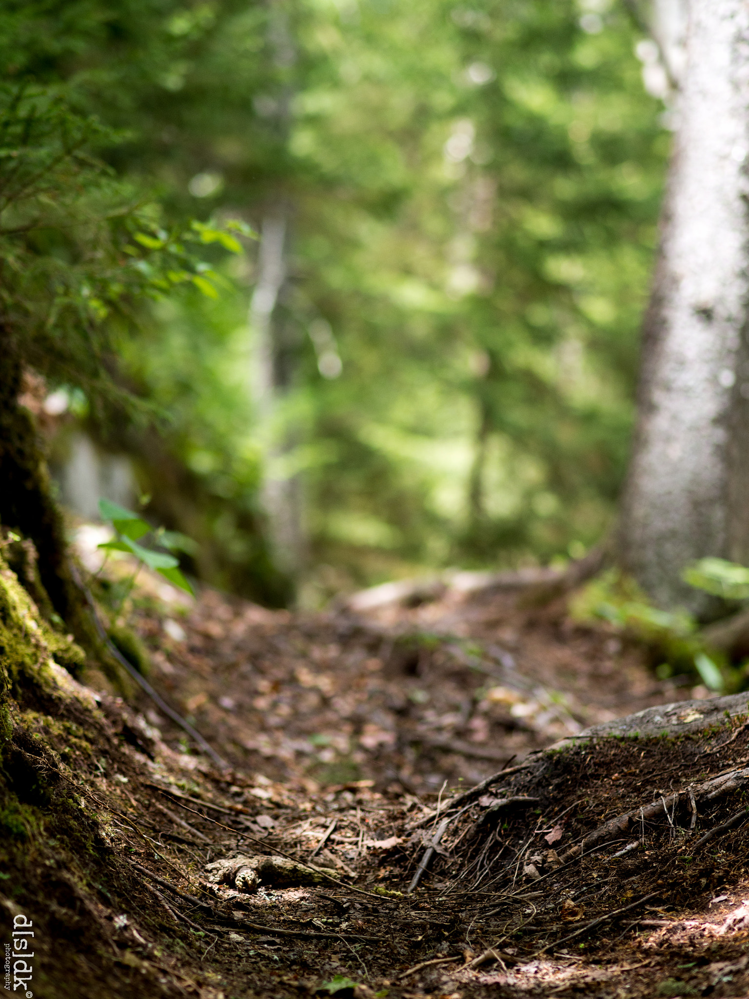 Olympus M.Zuiko Digital ED 75mm F1.8 sample photo. Forest floor: path photography