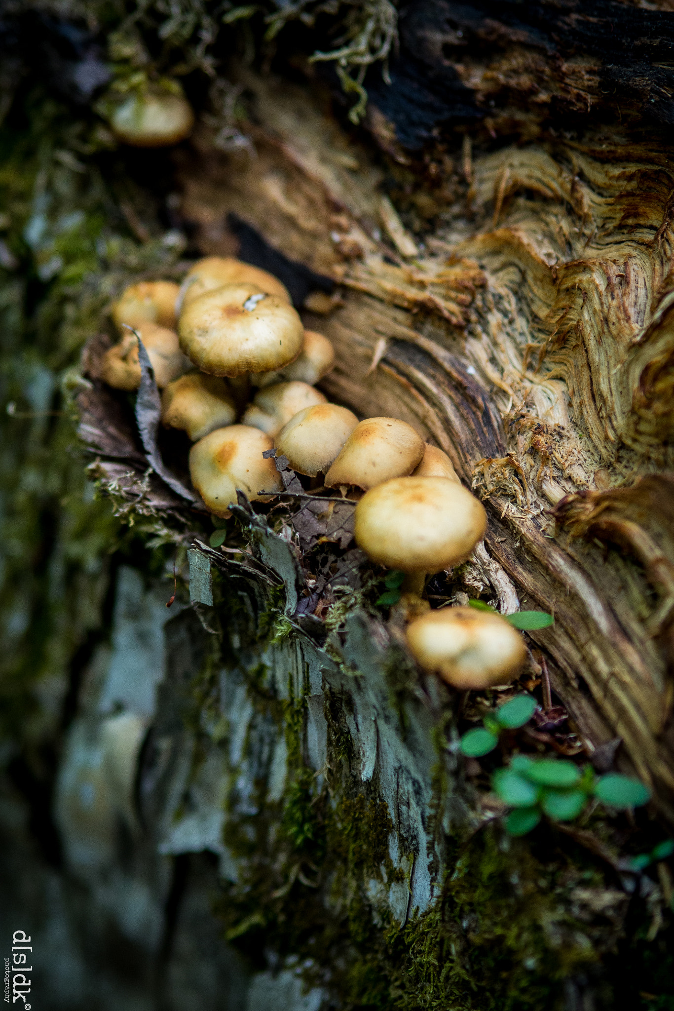 Olympus OM-D E-M5 + Olympus M.Zuiko Digital ED 75mm F1.8 sample photo. Forest floor: mushrooms photography