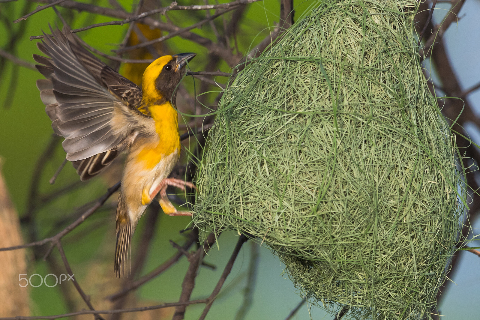 Nikon D5 + Nikon AF-S Nikkor 600mm F4G ED VR sample photo. Baya weaver (ploceus philippinus) photography