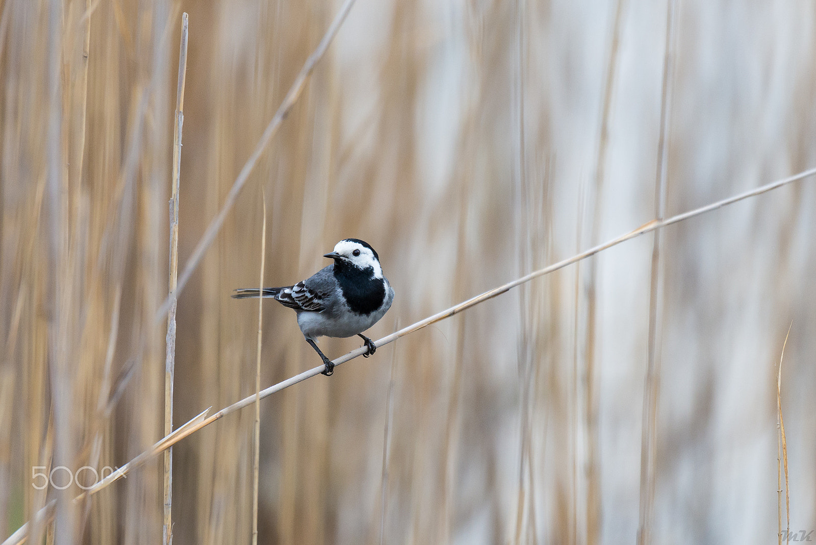 Sigma 150-600mm F5-6.3 DG OS HSM | S sample photo. Motacilla alba photography