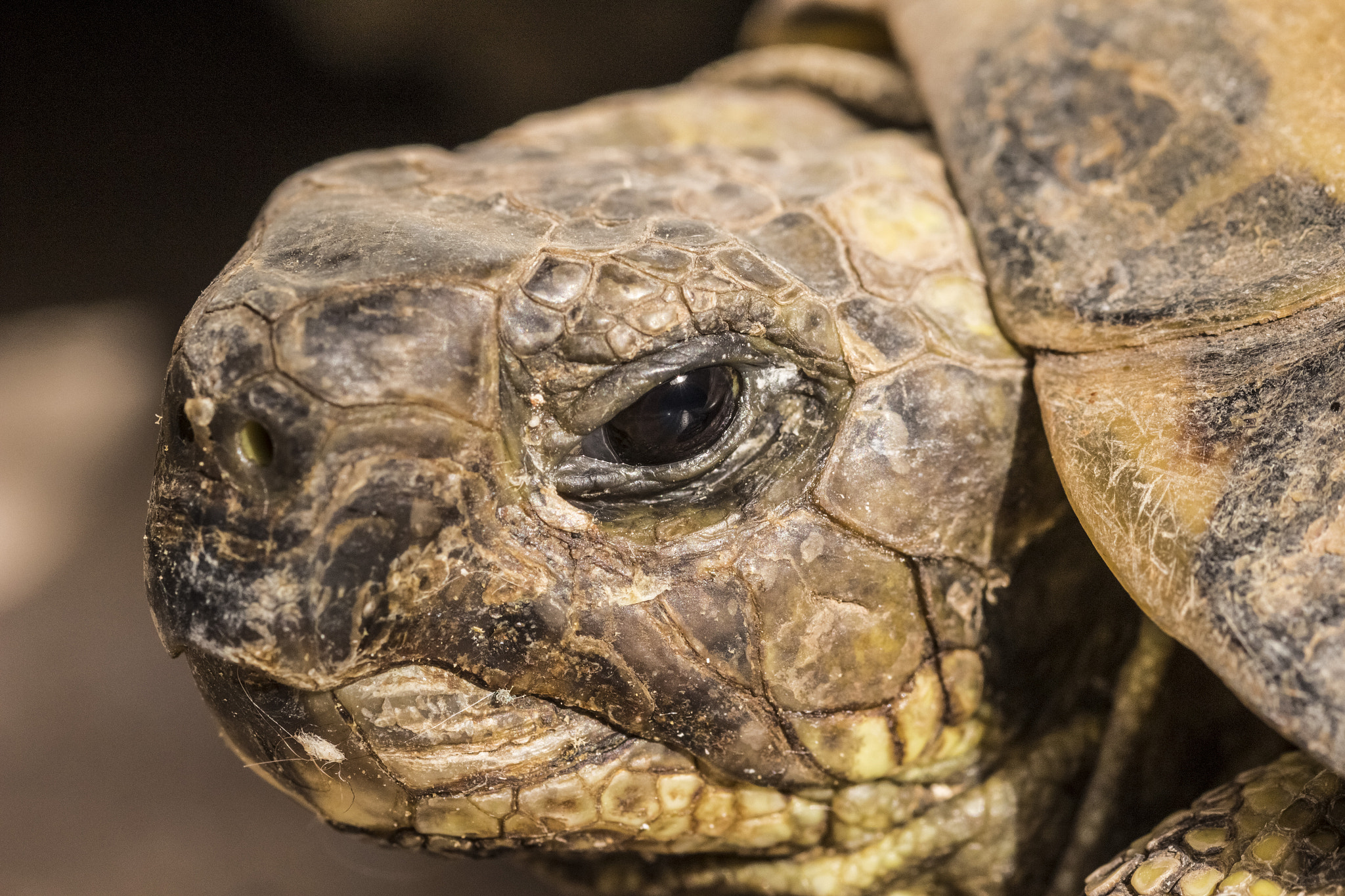 Sigma 105mm F2.8 EX DG OS HSM sample photo. Testudo hermanni photography