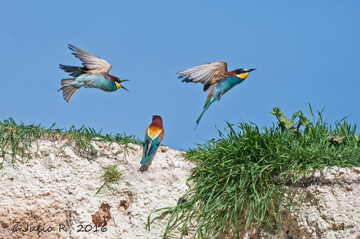 Nikon D300S + Nikon AF-S Nikkor 500mm F4G ED VR sample photo. "quarrel" photography