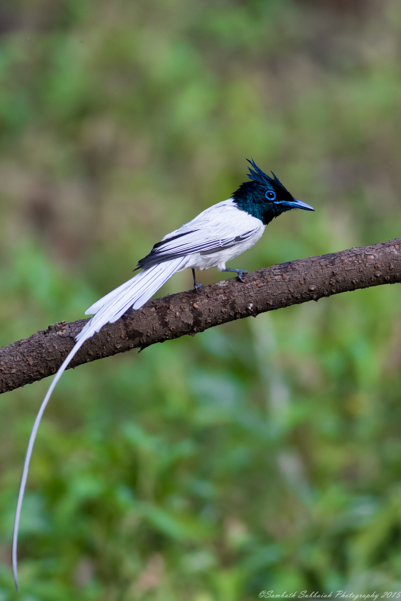 Canon EOS 7D Mark II + Canon EF 400mm F5.6L USM sample photo. Asian paradise flycatcher photography