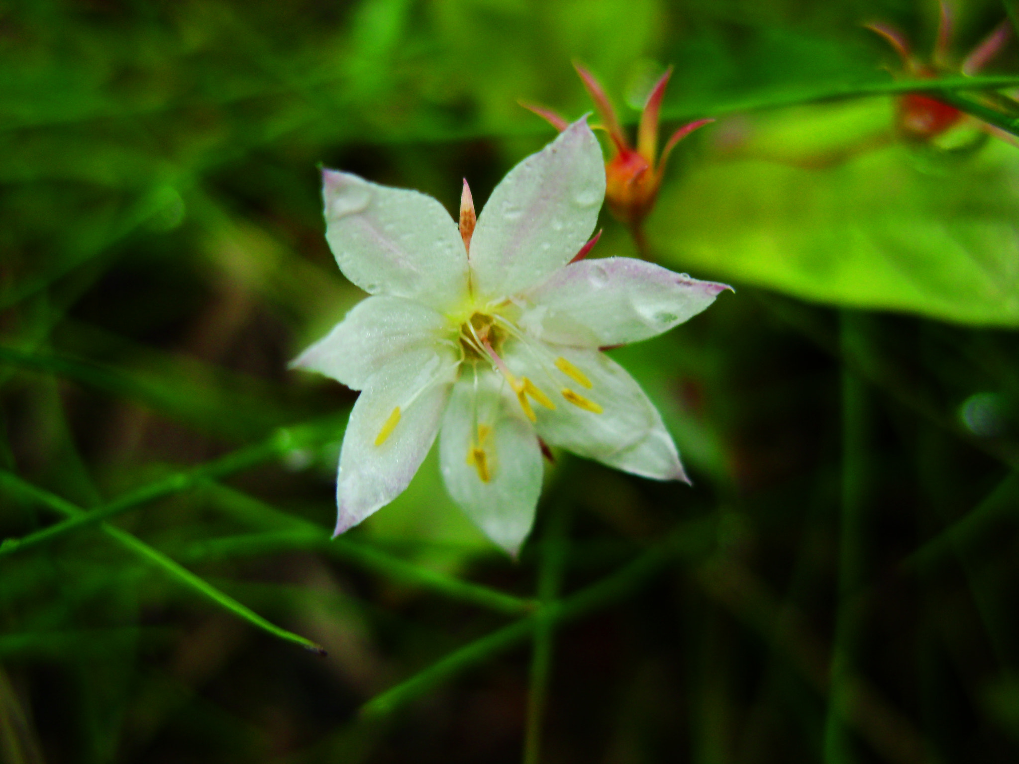 Sony DSC-S800 sample photo. White forest flower photography