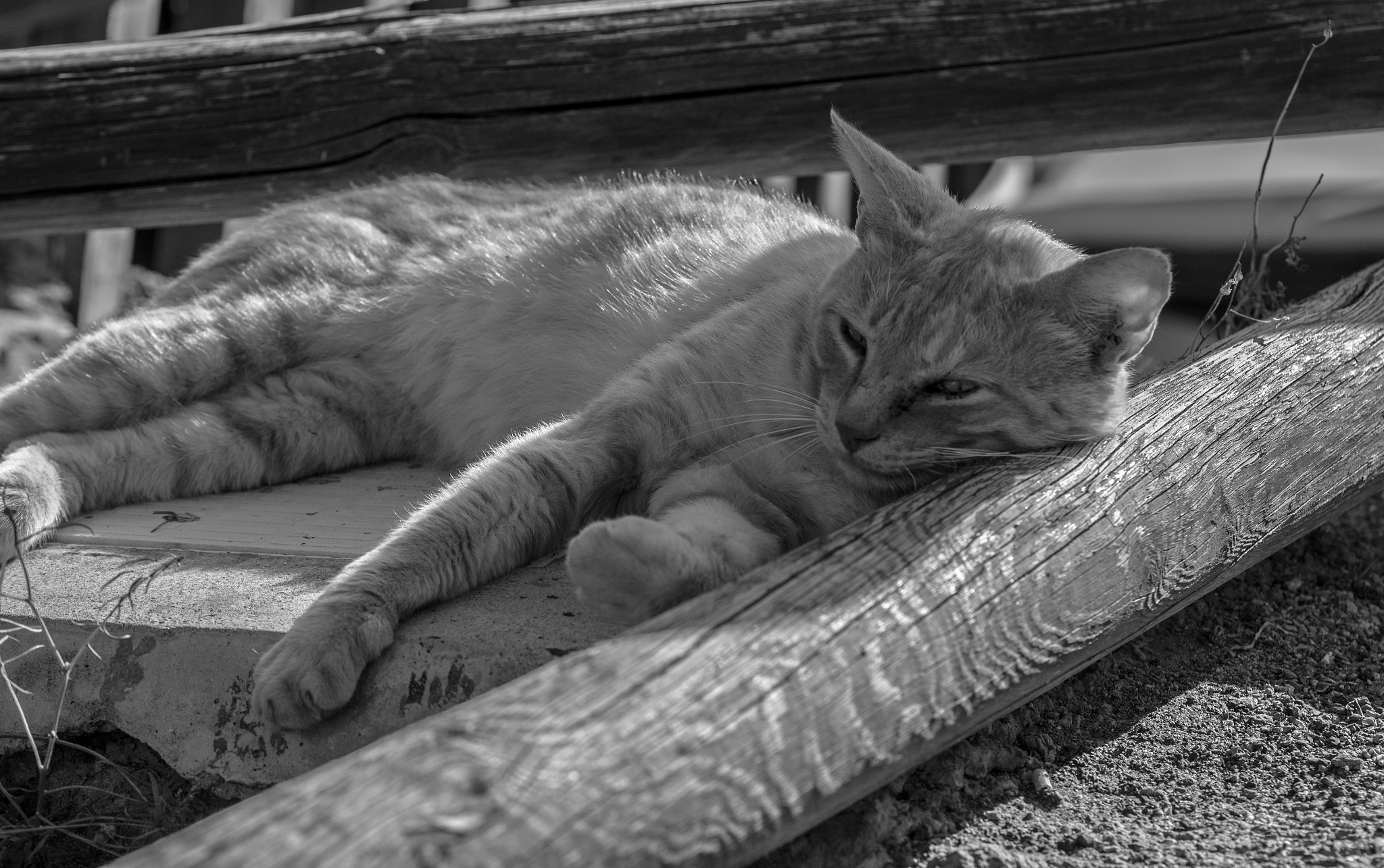 Sigma 105mm F2.8 EX DG OS HSM sample photo. Cat sunbathing photography