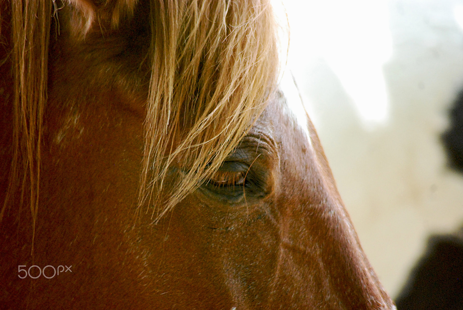 Sigma 70-300mm F4-5.6 APO DG Macro sample photo. Cades cove horse 20160525_241 photography