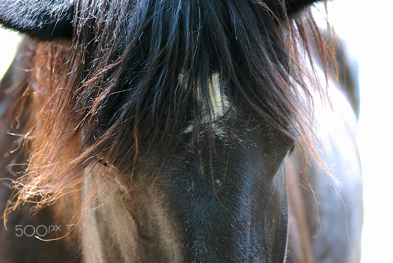 Sigma 70-300mm F4-5.6 APO DG Macro sample photo. Cades cove horse 20160525_244 photography