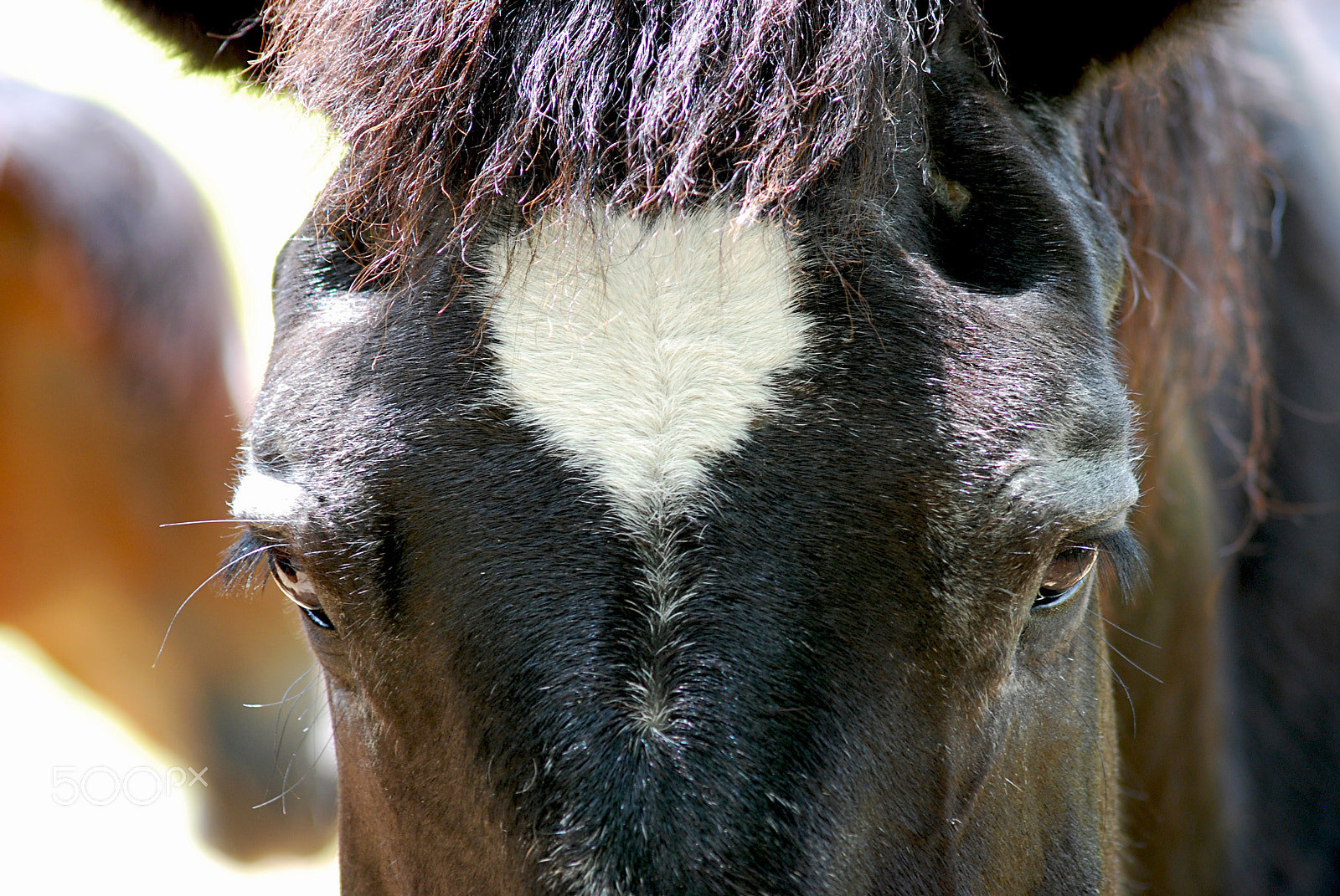 Sigma 70-300mm F4-5.6 APO DG Macro sample photo. Cades cove horse 20160525_245 photography