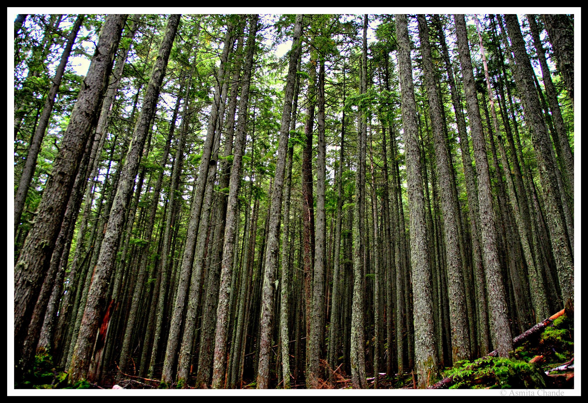 Nikon D3000 sample photo. Trees photography
