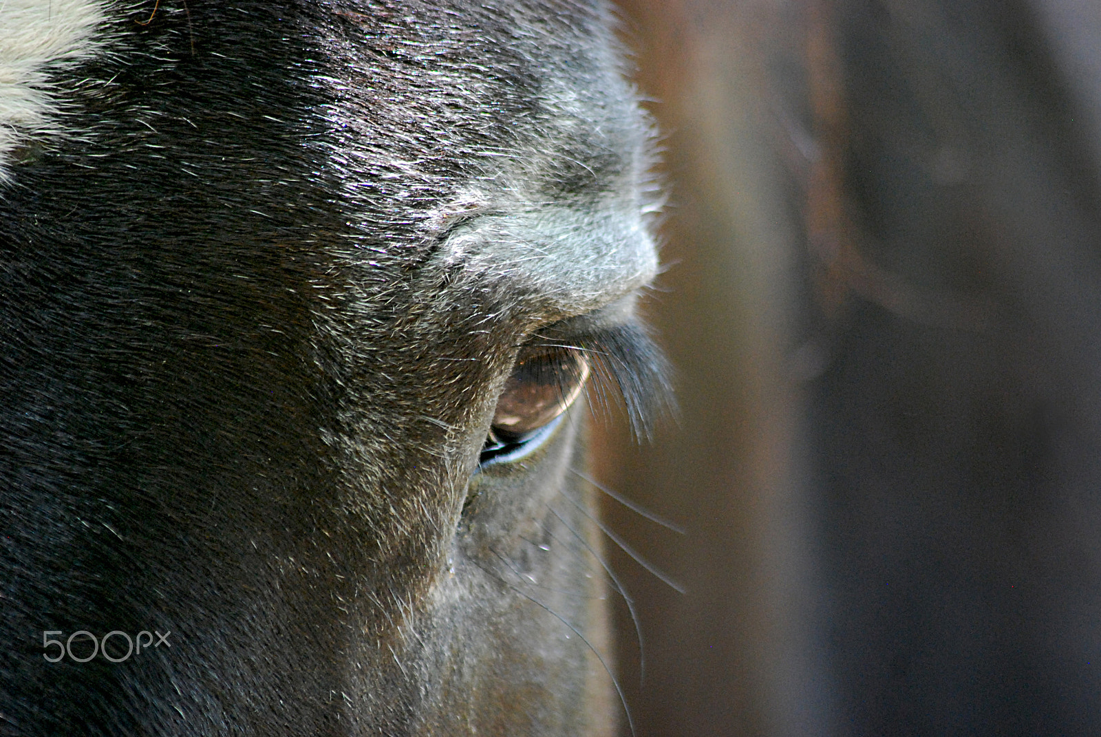 Sigma 70-300mm F4-5.6 APO DG Macro sample photo. Cades cove horse 20160525_247 photography