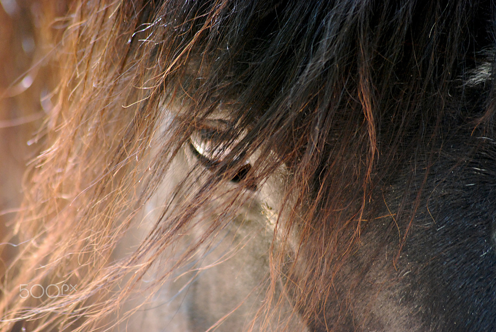 Sigma 70-300mm F4-5.6 APO DG Macro sample photo. Cades cove horse 20160525_249 photography