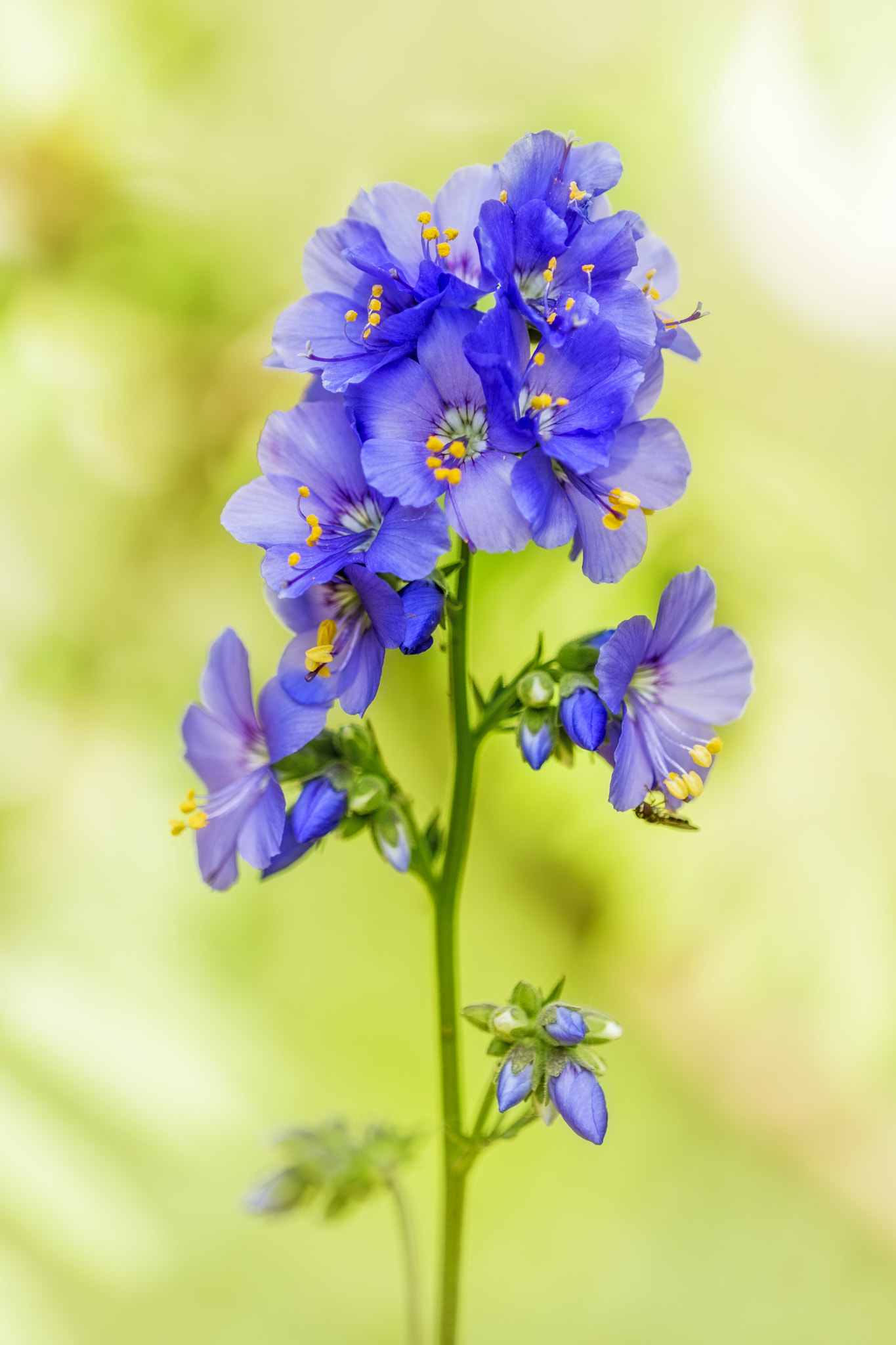 Nikon D810 + Nikon AF Micro-Nikkor 200mm F4D ED-IF sample photo. Jacob's ladder (polemonium) photography