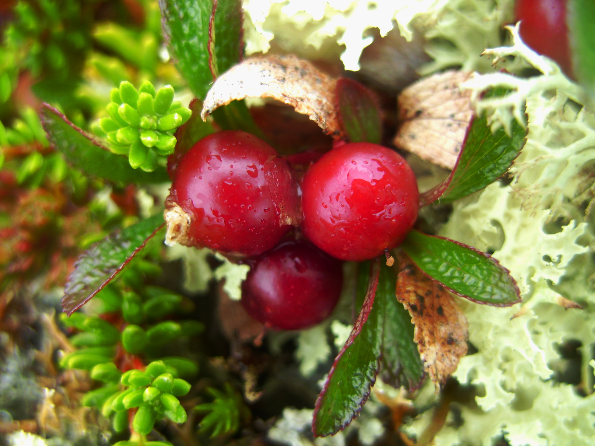 Sony DSC-S800 sample photo. Red berries photography