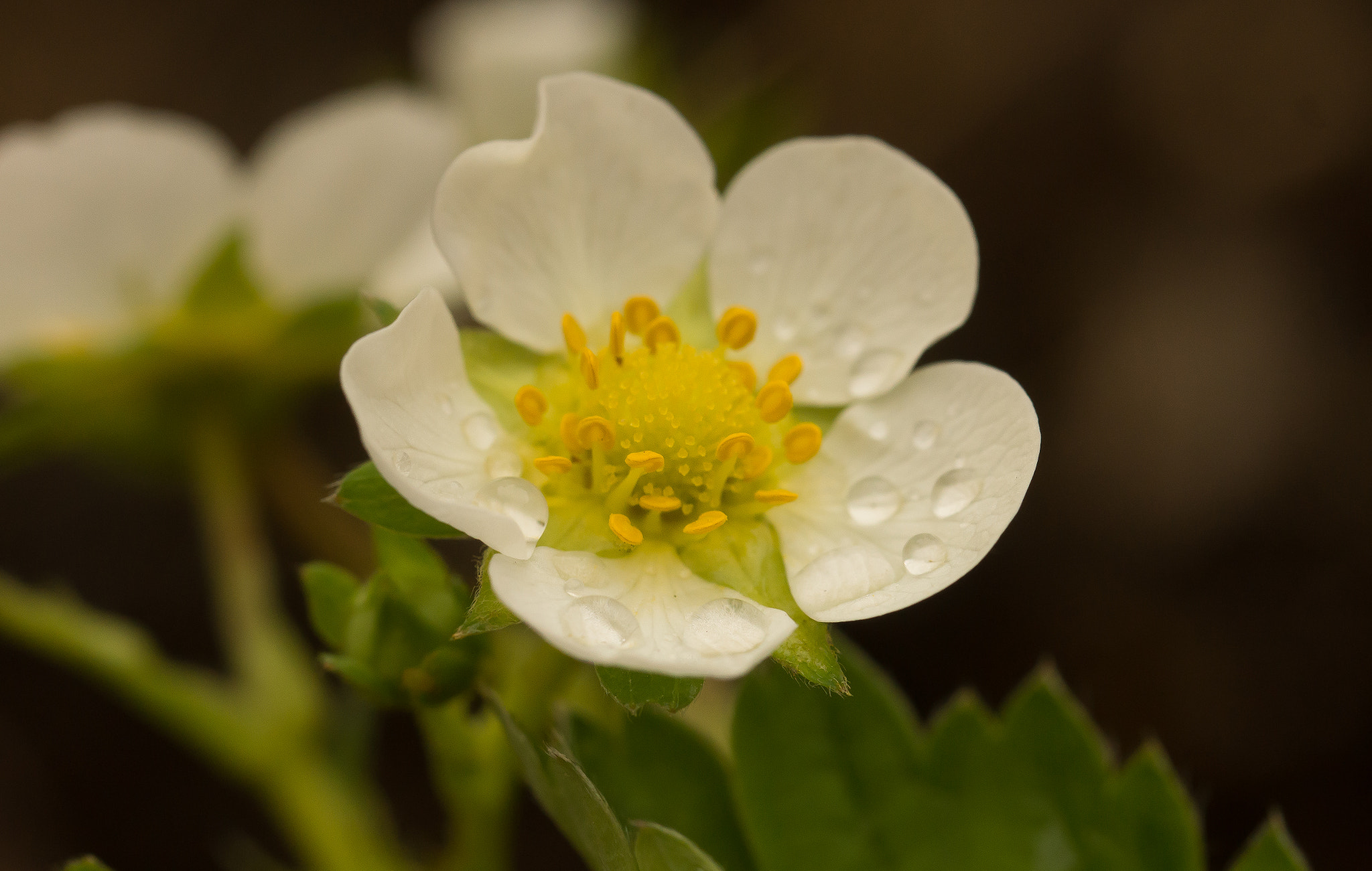 Sony SLT-A65 (SLT-A65V) sample photo. Bloem photography