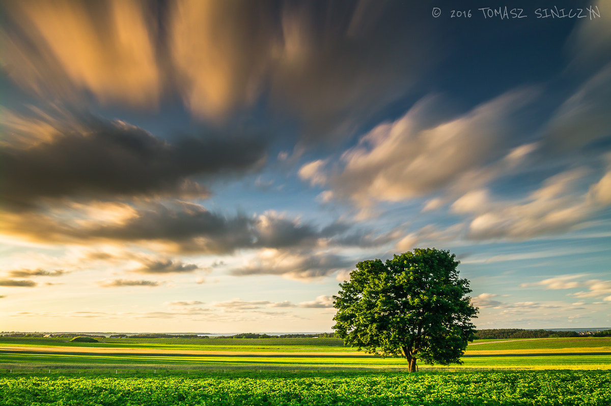 Samsung NX11 + Samsung NX 12-24mm F4-5.6 ED sample photo. Tree photography