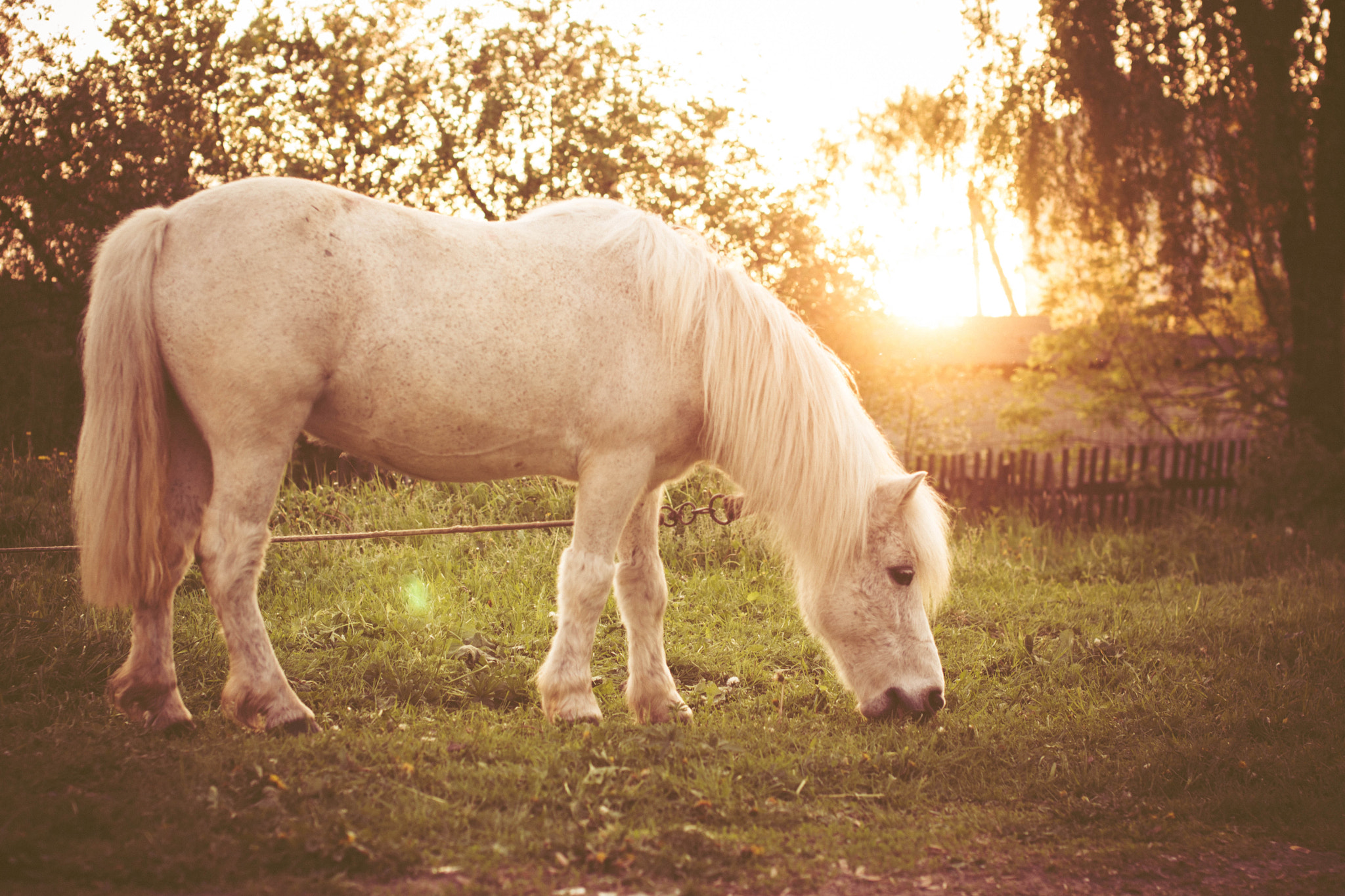 Sony SLT-A65 (SLT-A65V) + Sigma 50mm F1.4 EX DG HSM sample photo. Horse photography