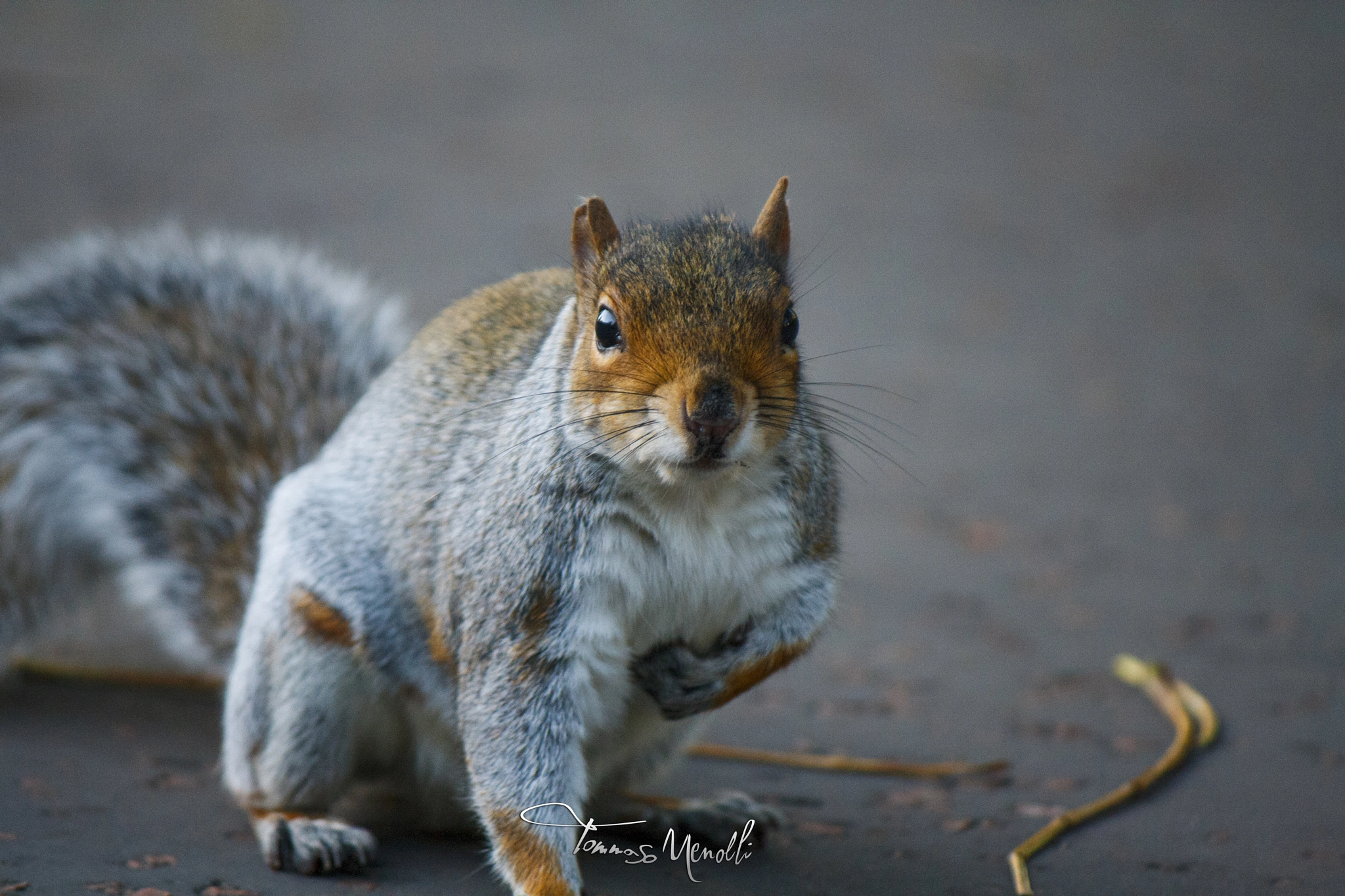 Canon EOS 1000D (EOS Digital Rebel XS / EOS Kiss F) sample photo. Squirrel photography
