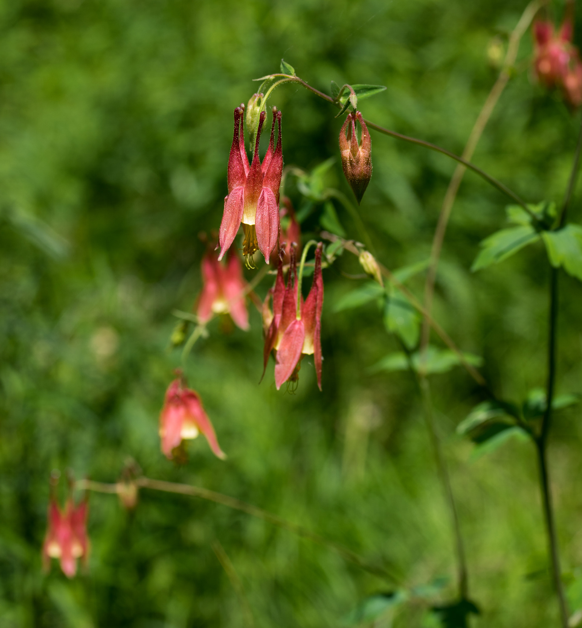 Pentax K-3 + smc PENTAX-FA Macro 50mm F2.8 sample photo. Wild columbine photography