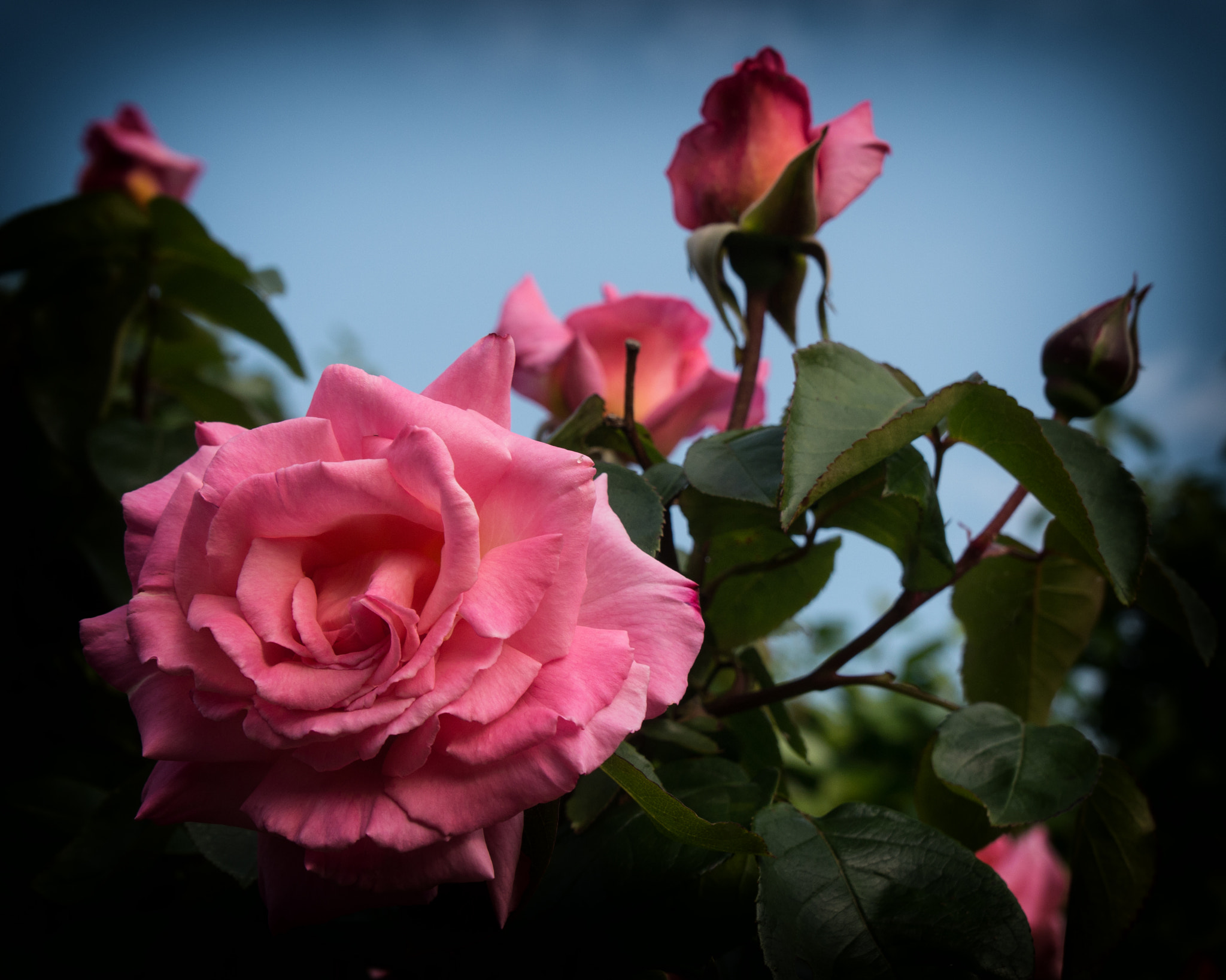 Panasonic Lumix DMC-G5 sample photo. Pink rose against a blue sky photography