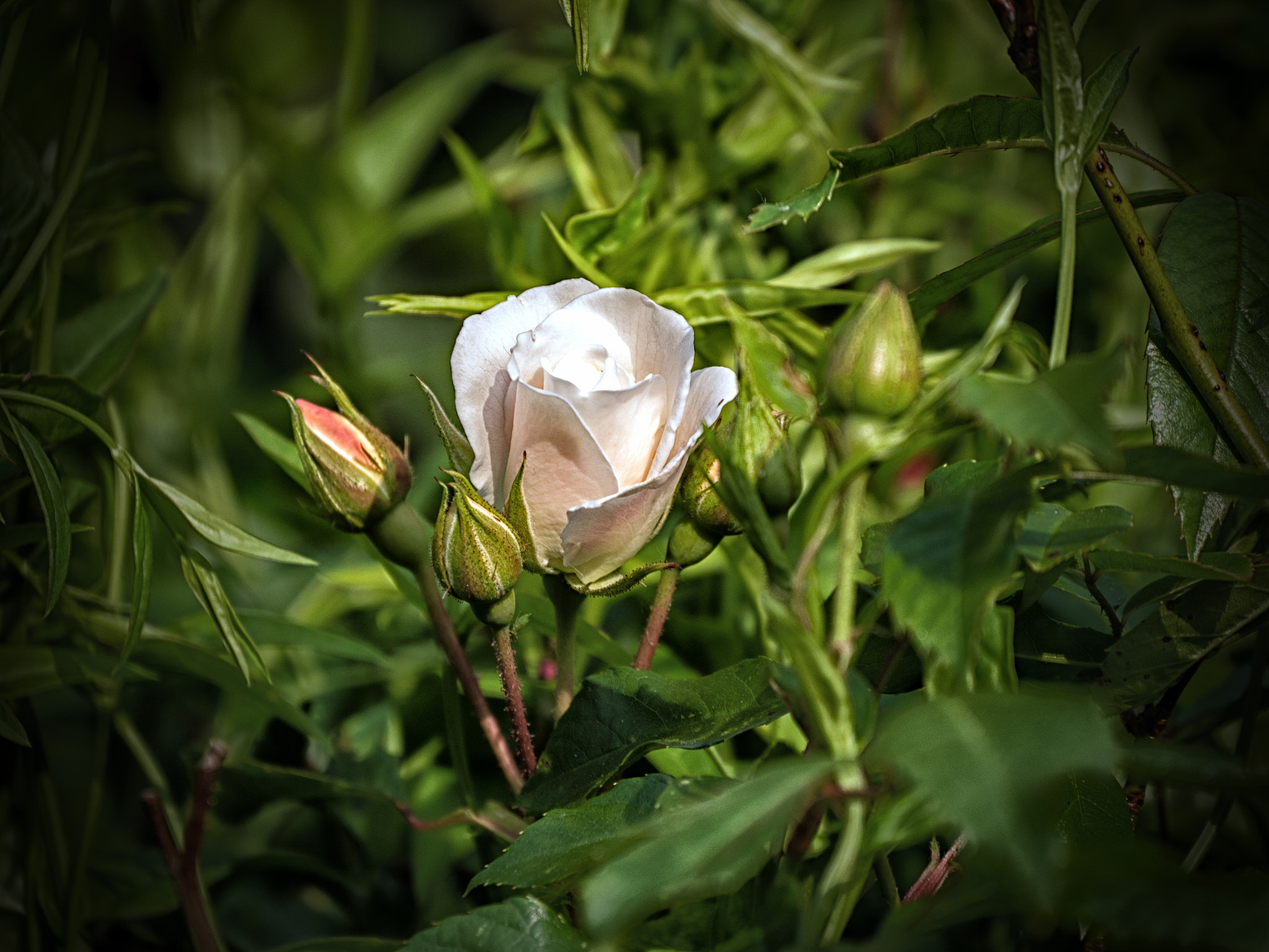 Panasonic Lumix DMC-G5 sample photo. Iceberg rose photography