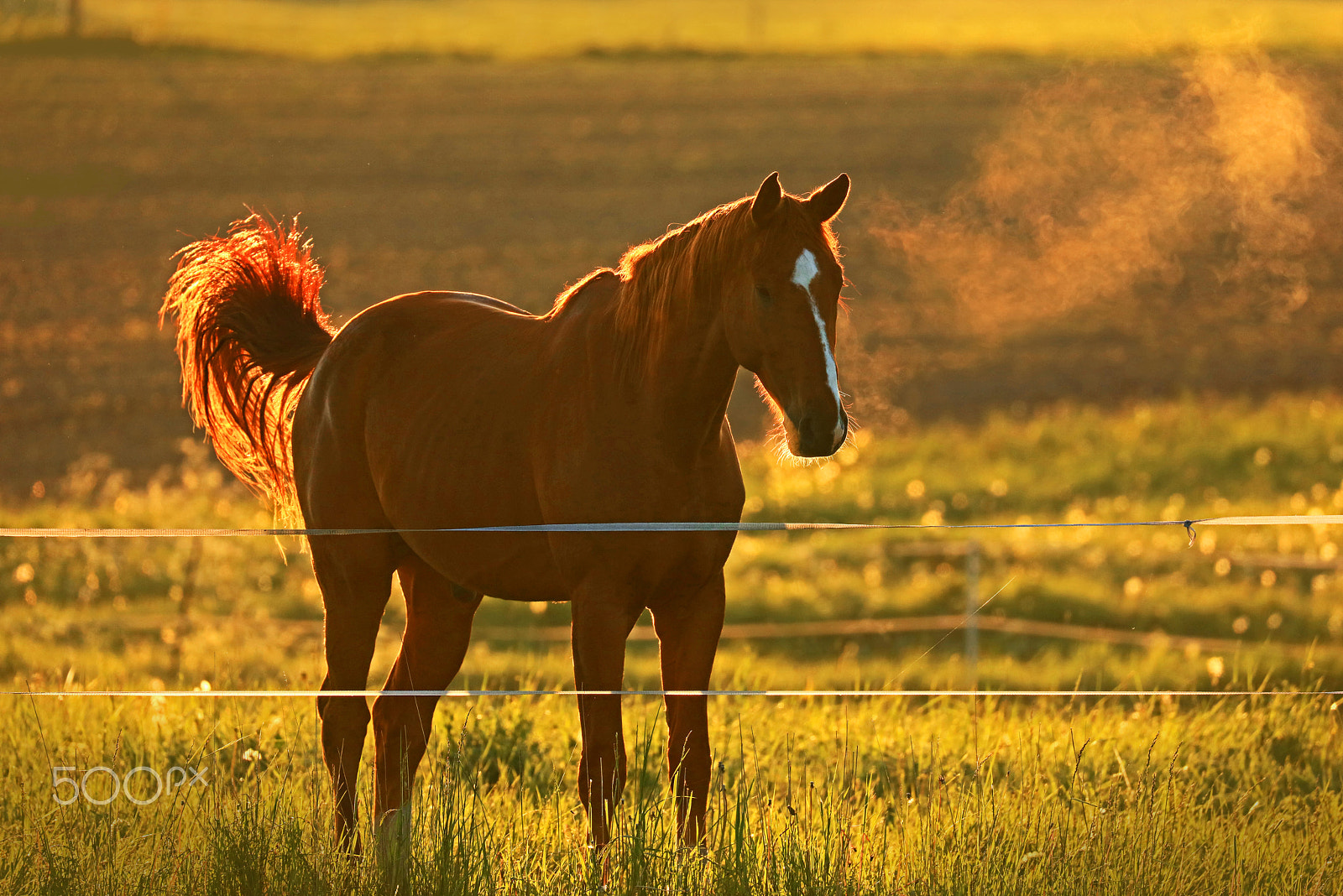 Canon EF 100-400mm F4.5-5.6L IS II USM sample photo. Morning star photography