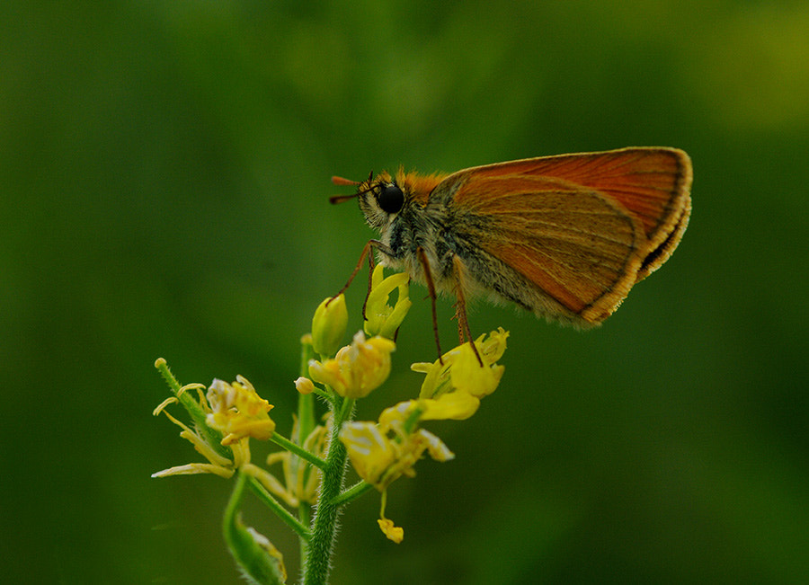 Pentax K20D sample photo. Buterfly photography