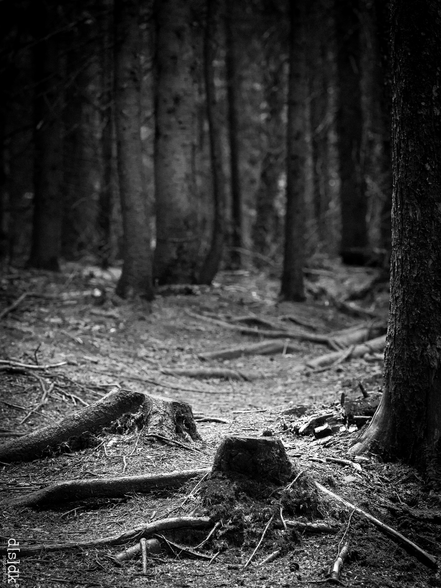 Olympus OM-D E-M5 + Olympus M.Zuiko Digital ED 75mm F1.8 sample photo. Forest floor: shadows photography