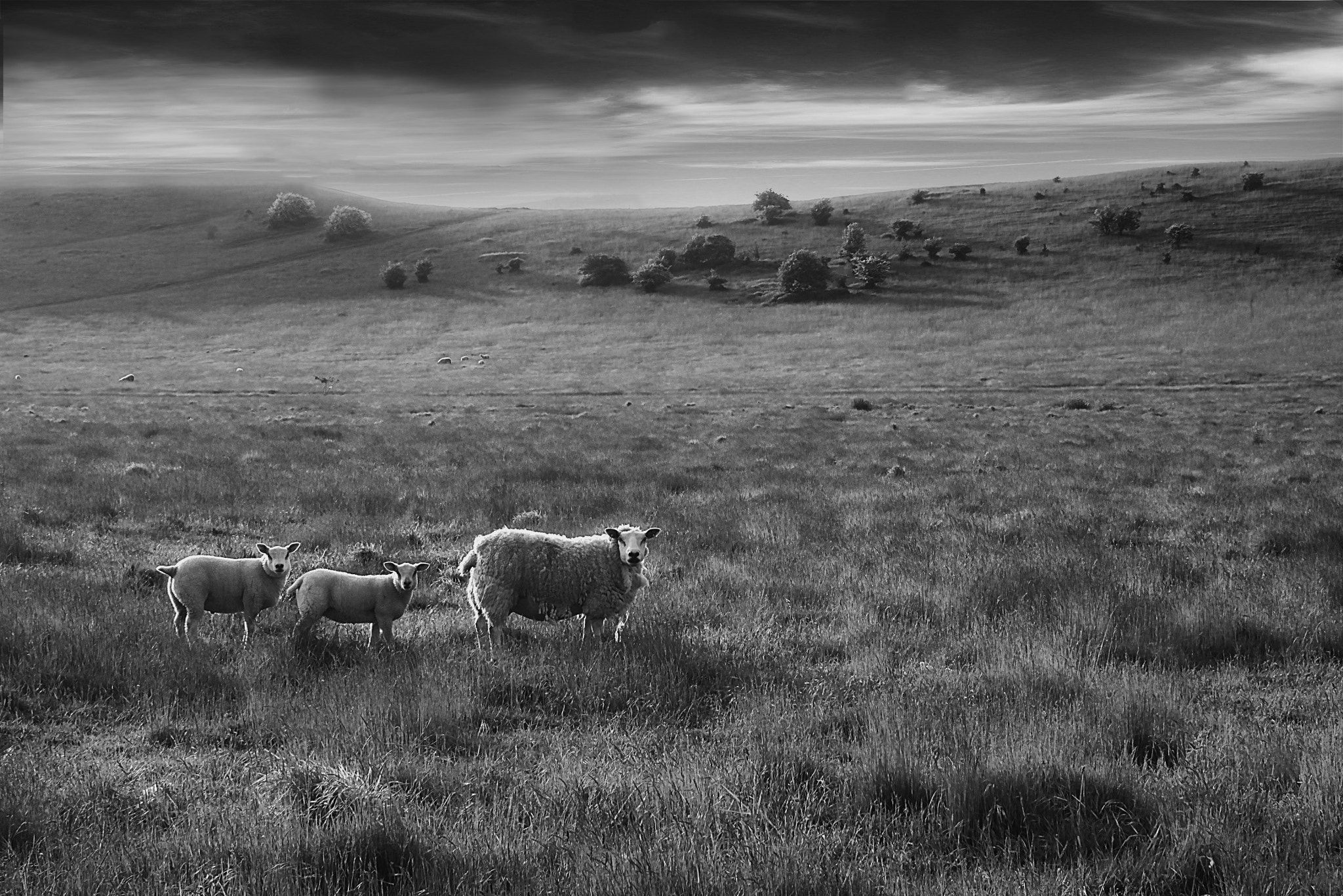 Sigma 30mm F2.8 DN Art sample photo. Black&white photography