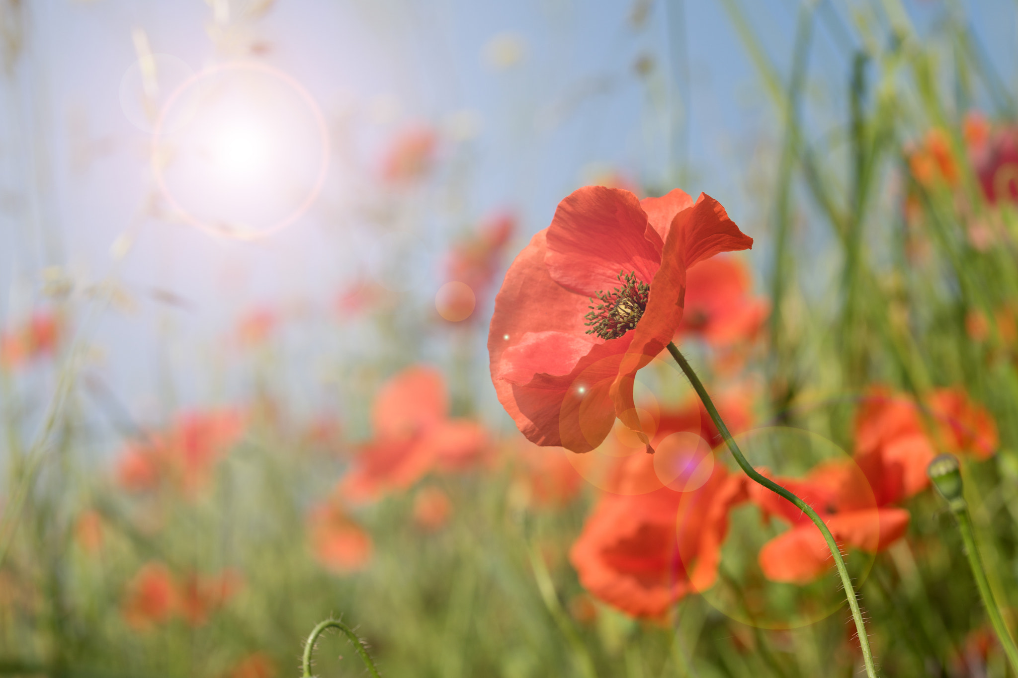 Sony a7 II + 105mm F2.8 sample photo. Poppy photography