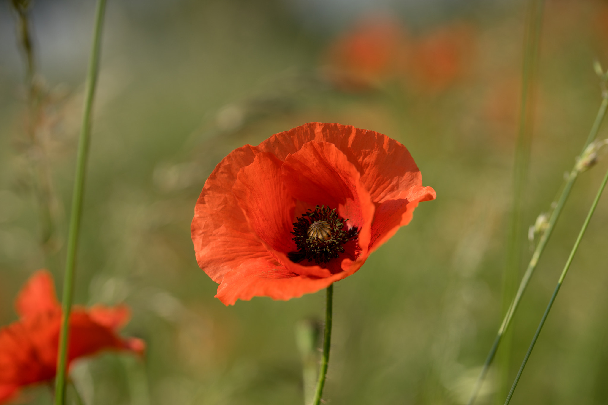 Sony a7 II + 105mm F2.8 sample photo. Poppy photography