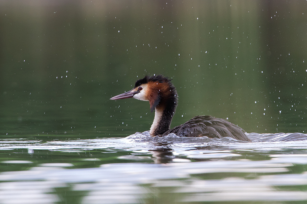 Canon EOS 7D Mark II + Canon EF 300mm F2.8L IS USM sample photo. Rain photography