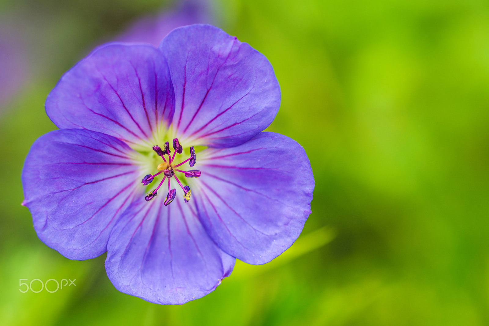 Nikon D7200 + Nikon AF Micro-Nikkor 60mm F2.8D sample photo. Electric blue photography