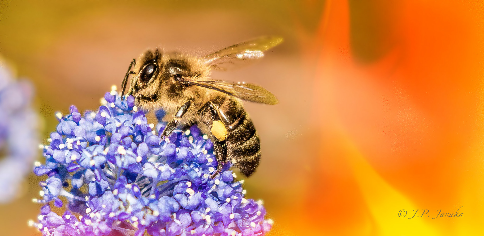 Canon EOS 7D Mark II + Canon EF 100-400mm F4.5-5.6L IS II USM sample photo. Colors photography