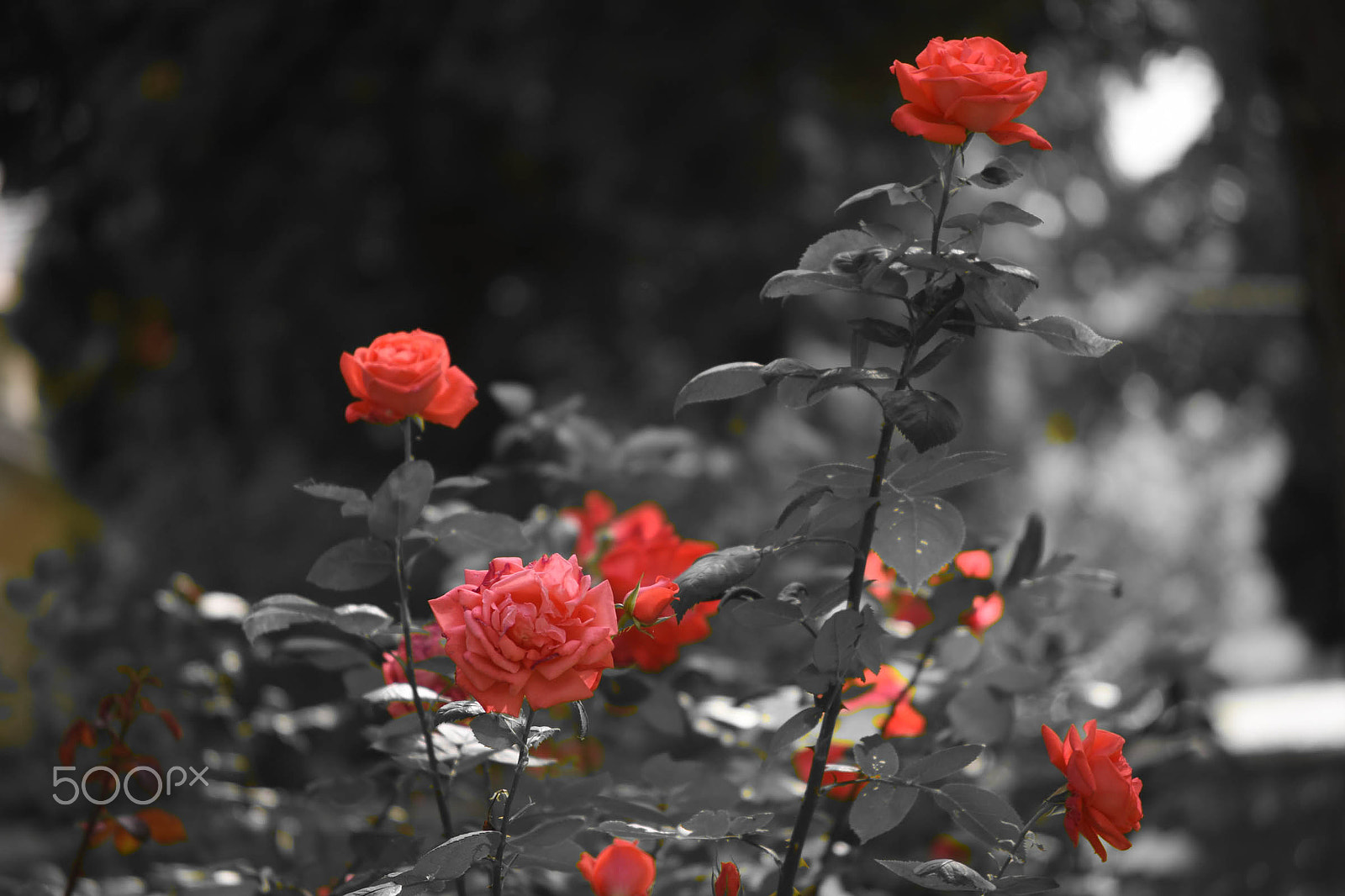 Nikon D7200 + Sigma 50mm F2.8 EX DG Macro sample photo. Roses through my viewfinder photography