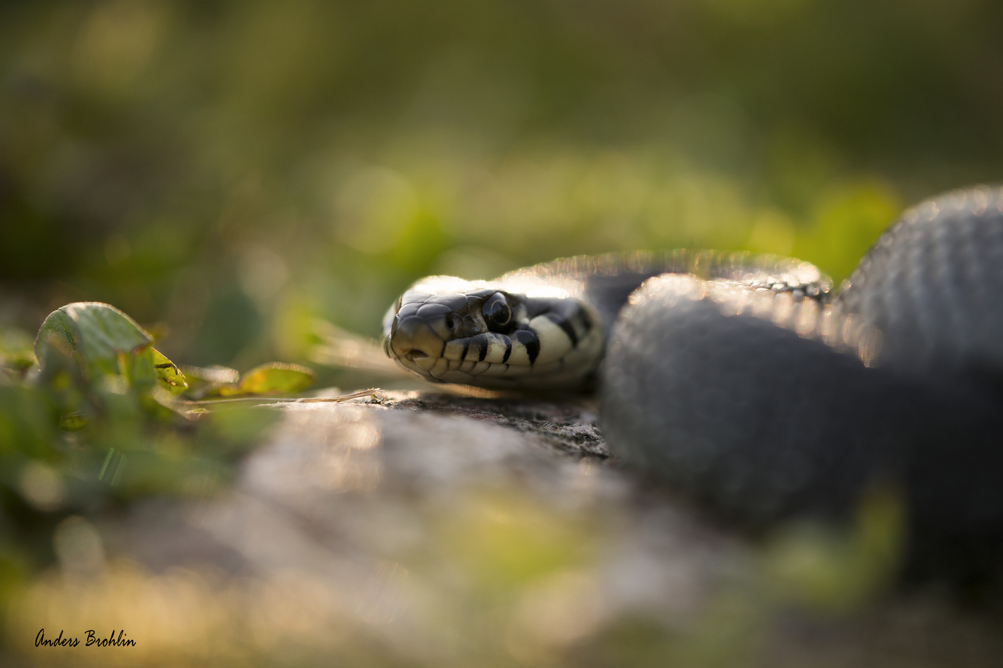 Sony a99 II + Tamron SP AF 180mm F3.5 Di LD (IF) Macro sample photo. Natrix natrix photography