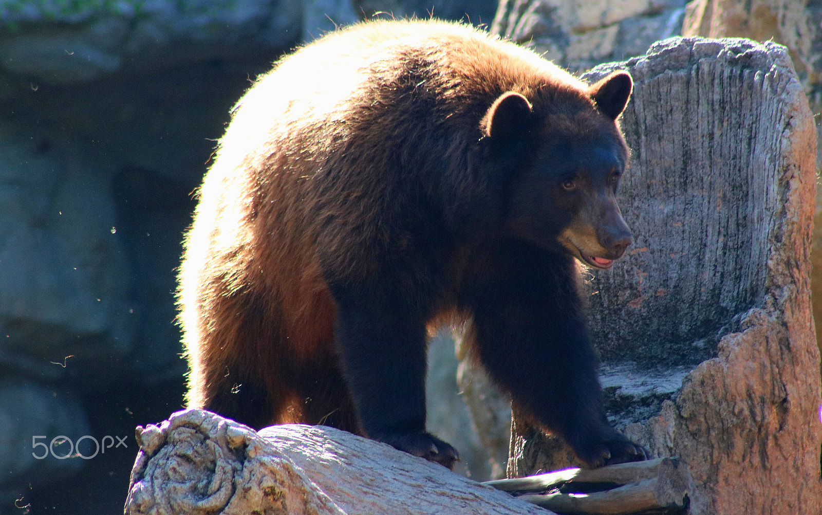 Canon EF 75-300mm f/4-5.6 USM sample photo. Bear 9657 photography