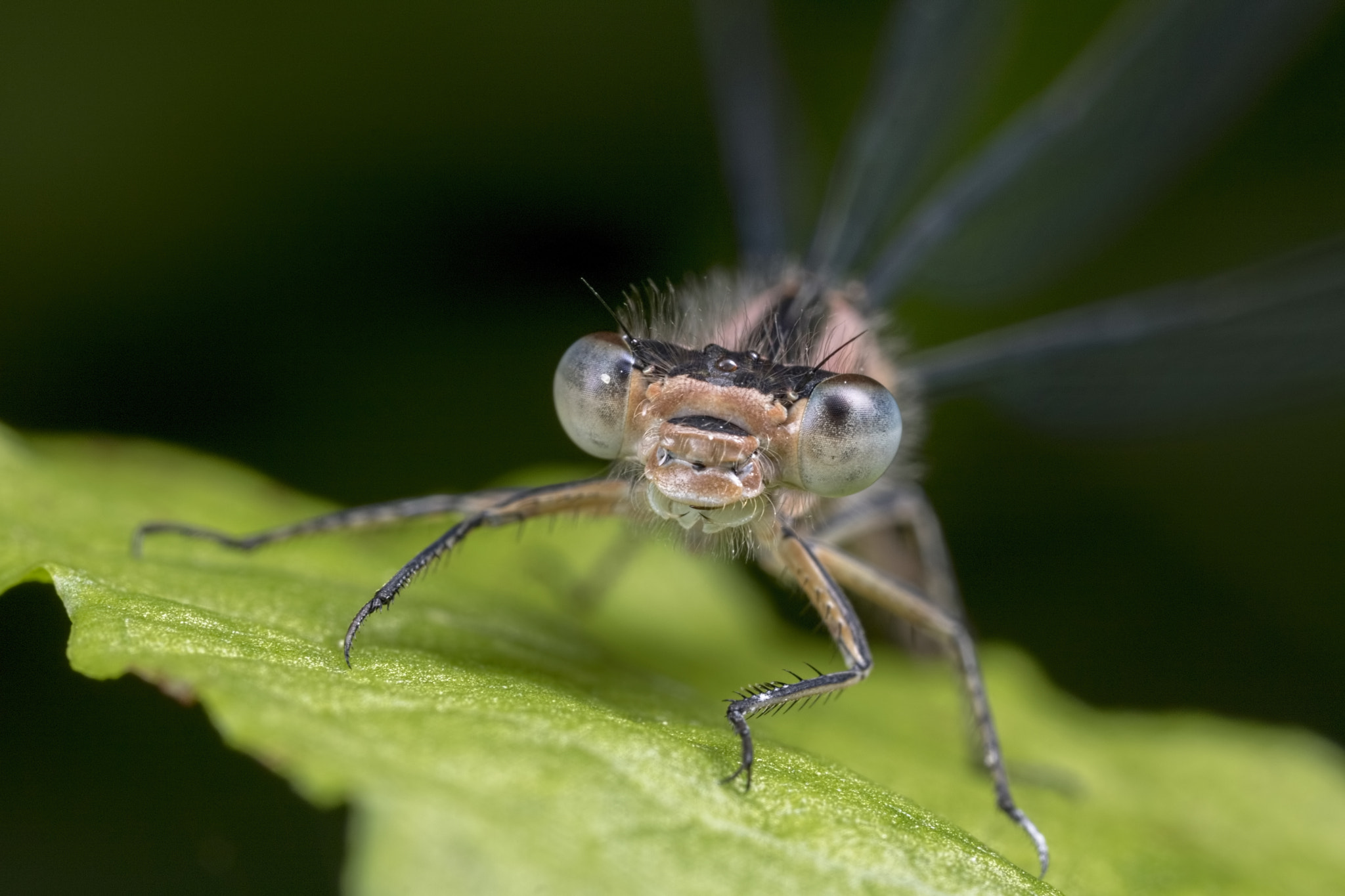 Canon MP-E 65mm F2.5 1-5x Macro Photo sample photo. Whiskers photography
