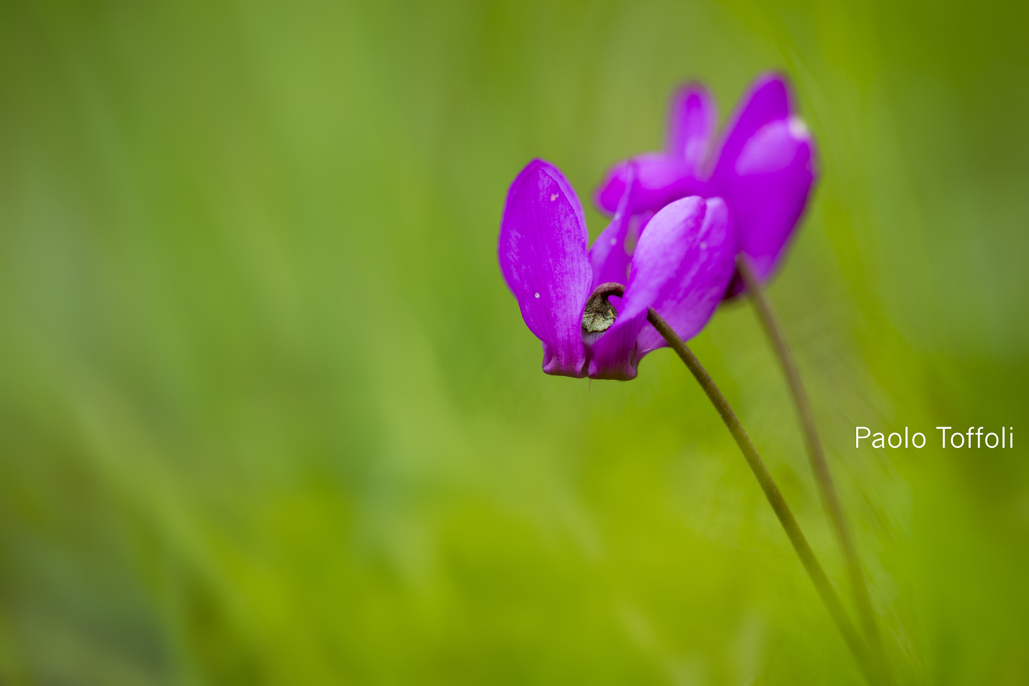 Nikon D4S sample photo. Ciclamino (cyclamen) photography