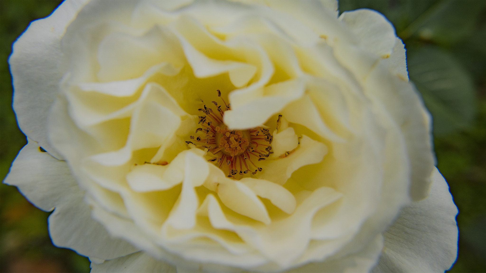 Canon EOS 750D (EOS Rebel T6i / EOS Kiss X8i) + Canon EF-S 10-18mm F4.5–5.6 IS STM sample photo. The heart of the rose photography