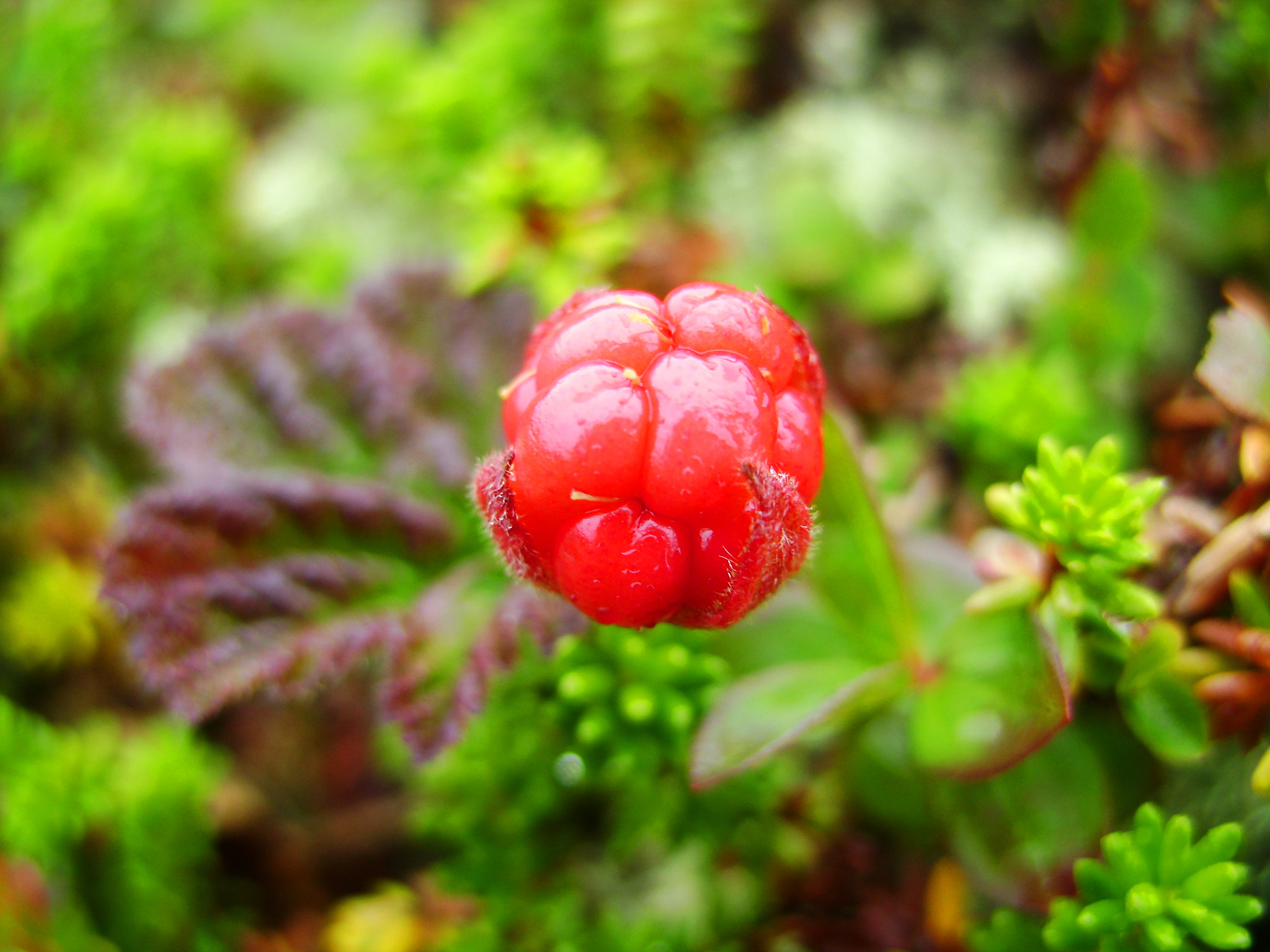 Sony DSC-S800 sample photo. Berry cloudberry red photography