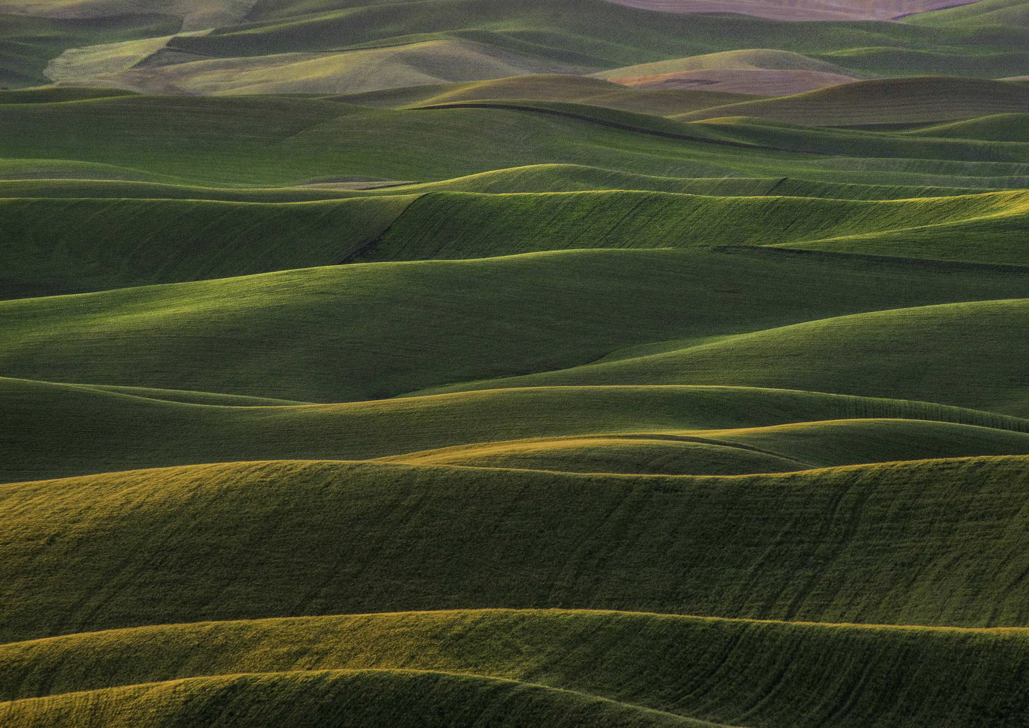 Sony a7R sample photo. Waves of wheat photography
