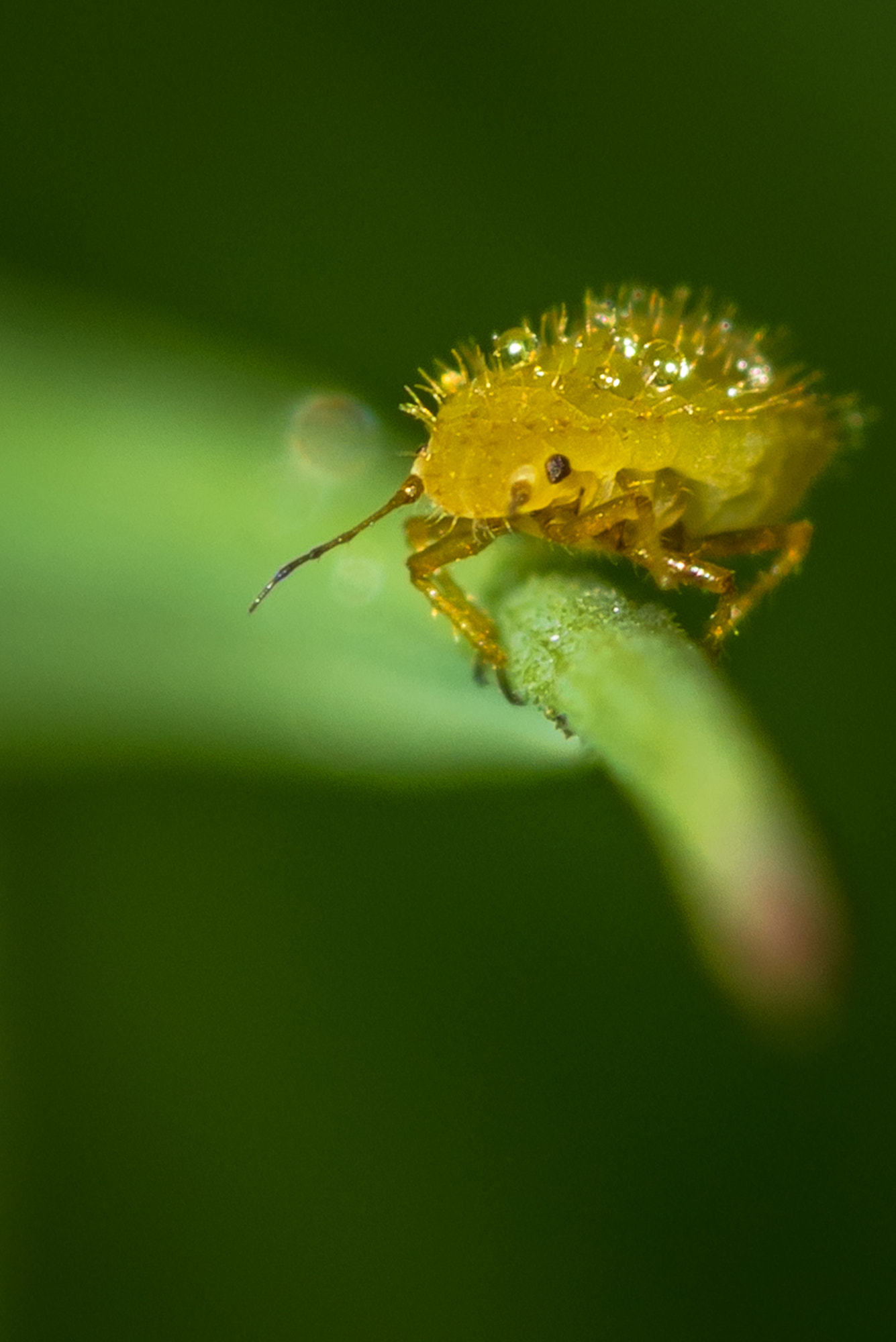 Nikon D810 + Nikon AF Micro-Nikkor 200mm F4D ED-IF sample photo. I'm hairy photography