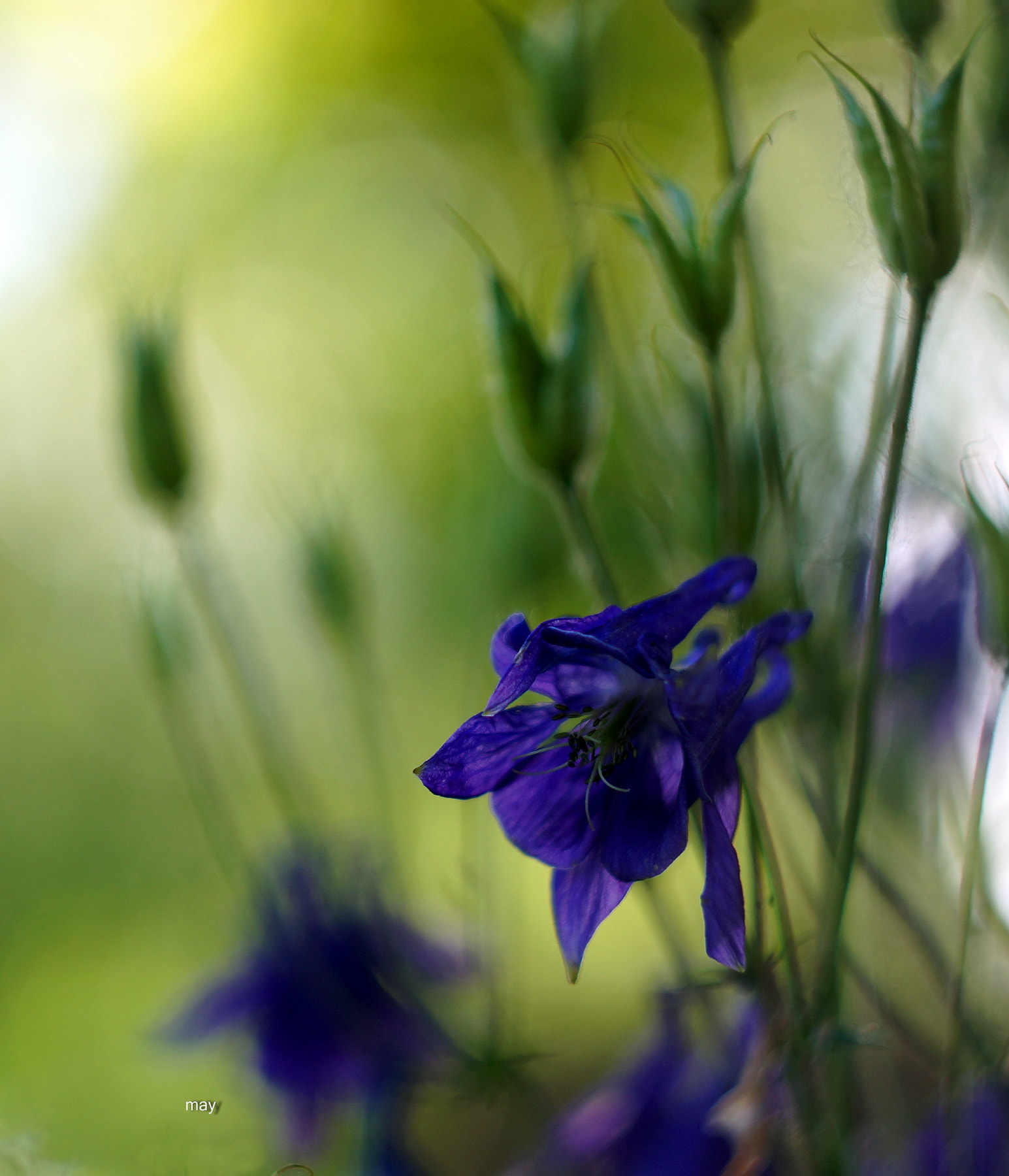 Sony SLT-A65 (SLT-A65V) + Minolta AF 50mm F1.7 sample photo. Aquilegia.. photography