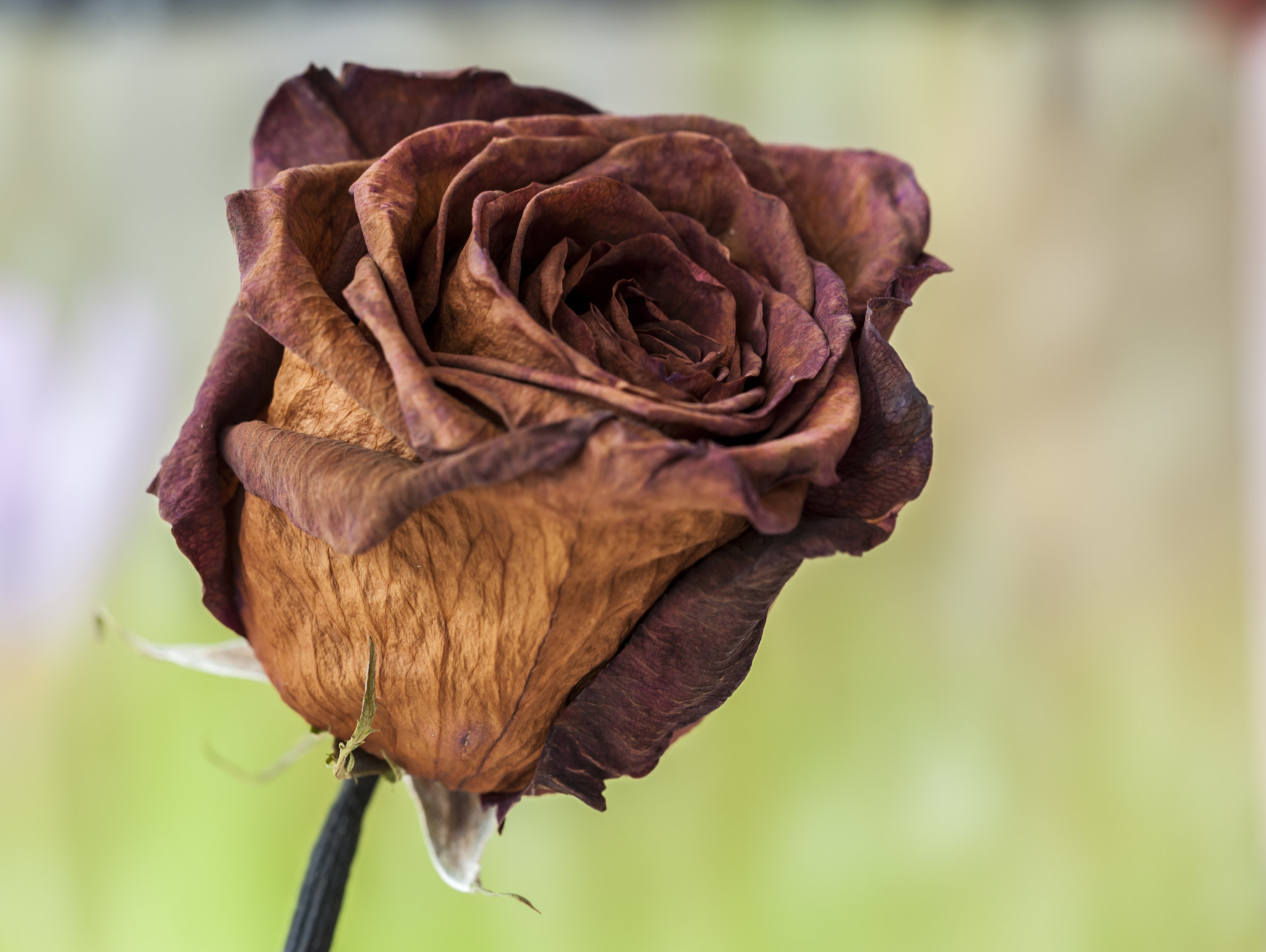 Sigma APO Macro 180mm F3.5 EX DG HSM sample photo. Marchita photography
