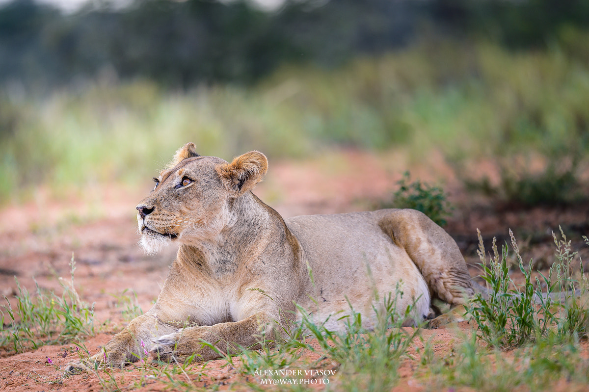 Nikon AF-S Nikkor 500mm F4E FL ED VR sample photo. Lioness photography