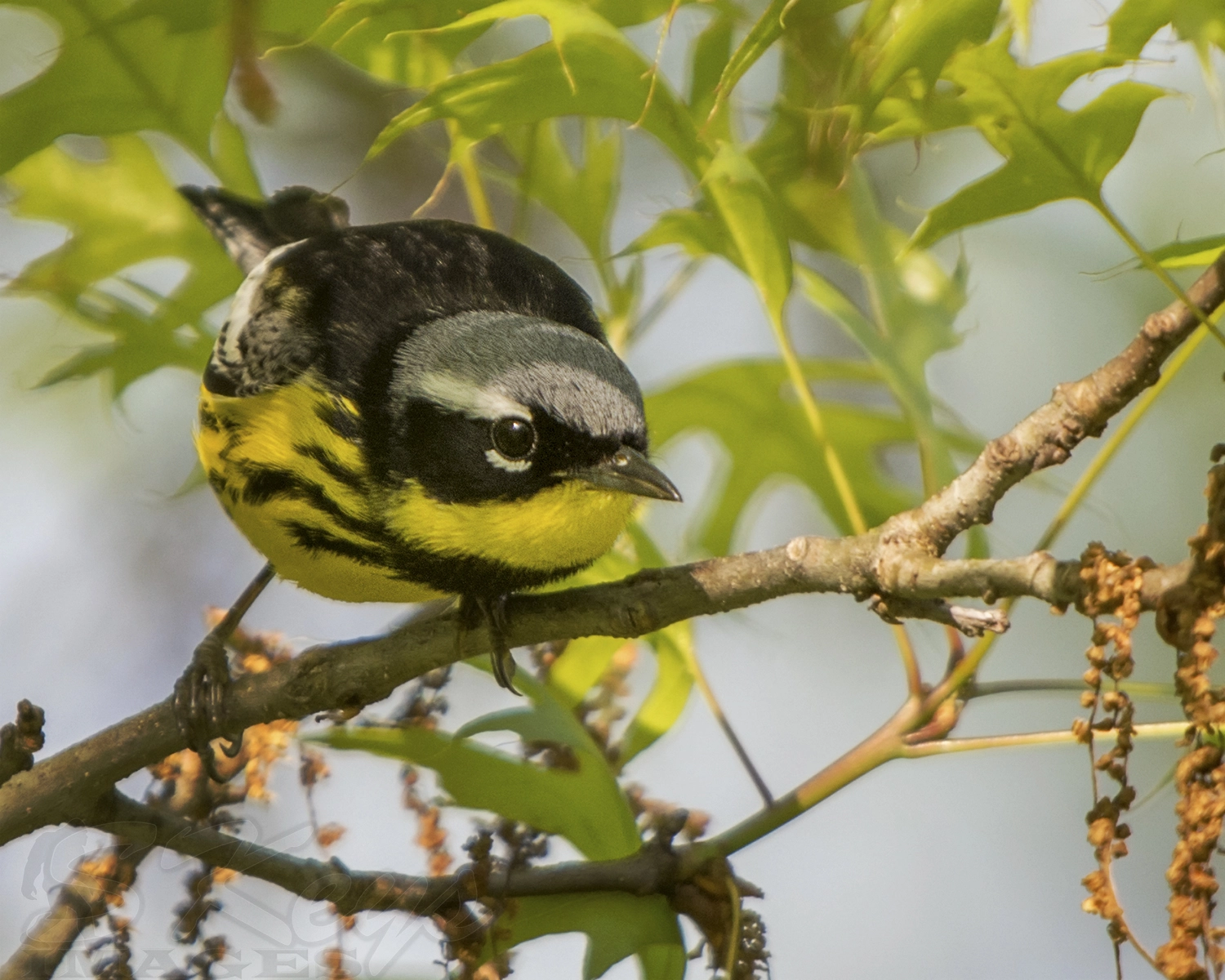 Nikon D7200 + Sigma 500mm F4.5 EX DG HSM sample photo. Eyeballed (magnolia warbler) photography