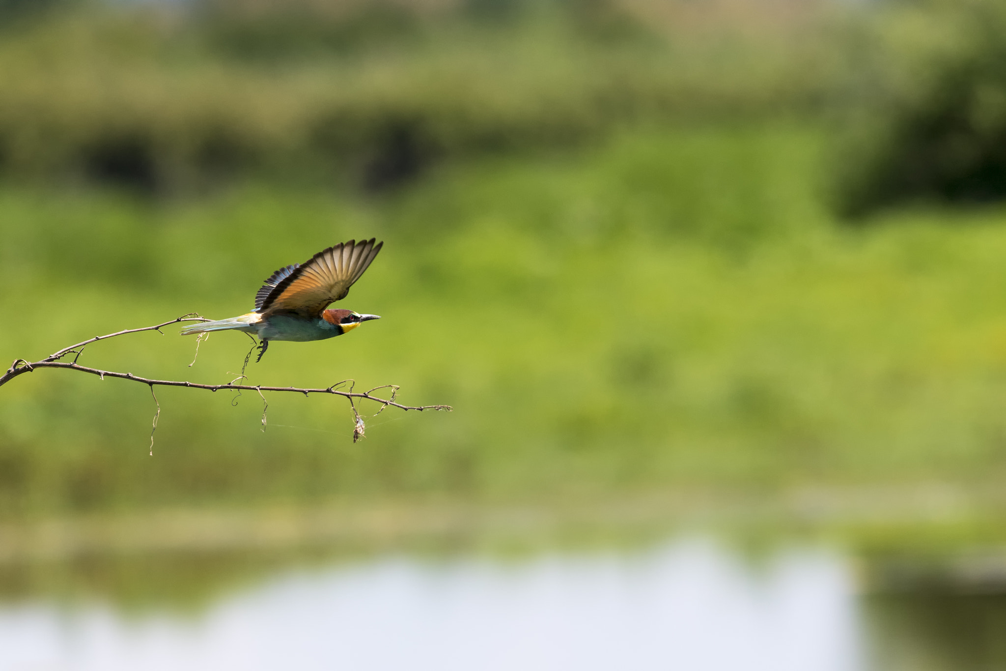 Nikon D5 sample photo. Taking off photography