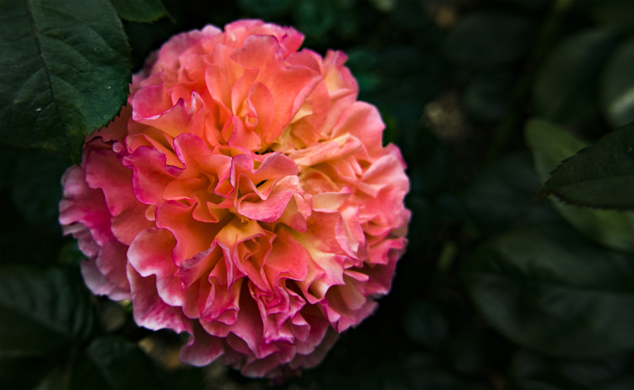 Canon EOS 750D (EOS Rebel T6i / EOS Kiss X8i) + Canon EF-S 10-18mm F4.5–5.6 IS STM sample photo. A beautiful rose in full bloom photography